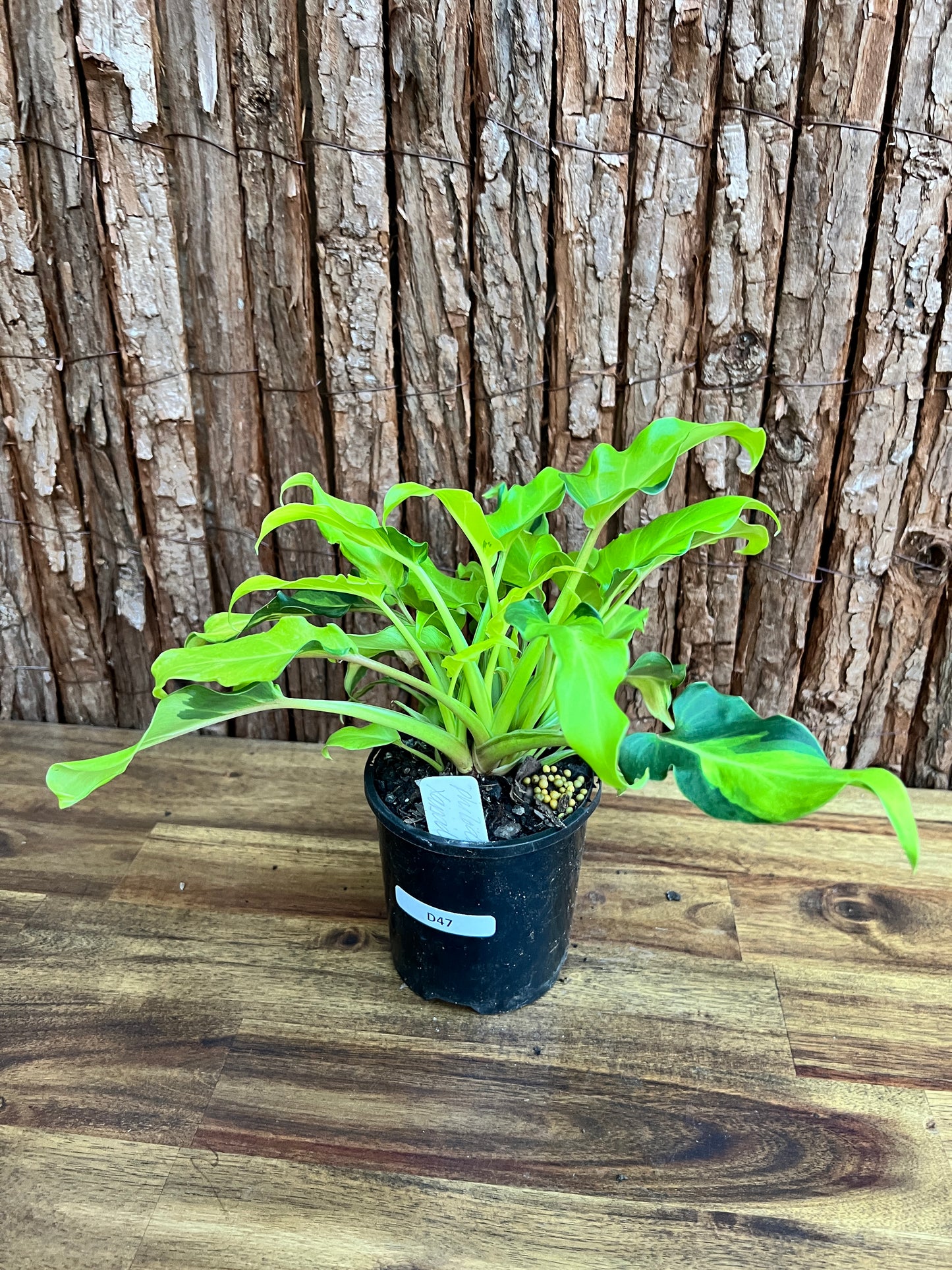 Thaumatophyllum (Prev. Philodendron) Xanadu variegata D47