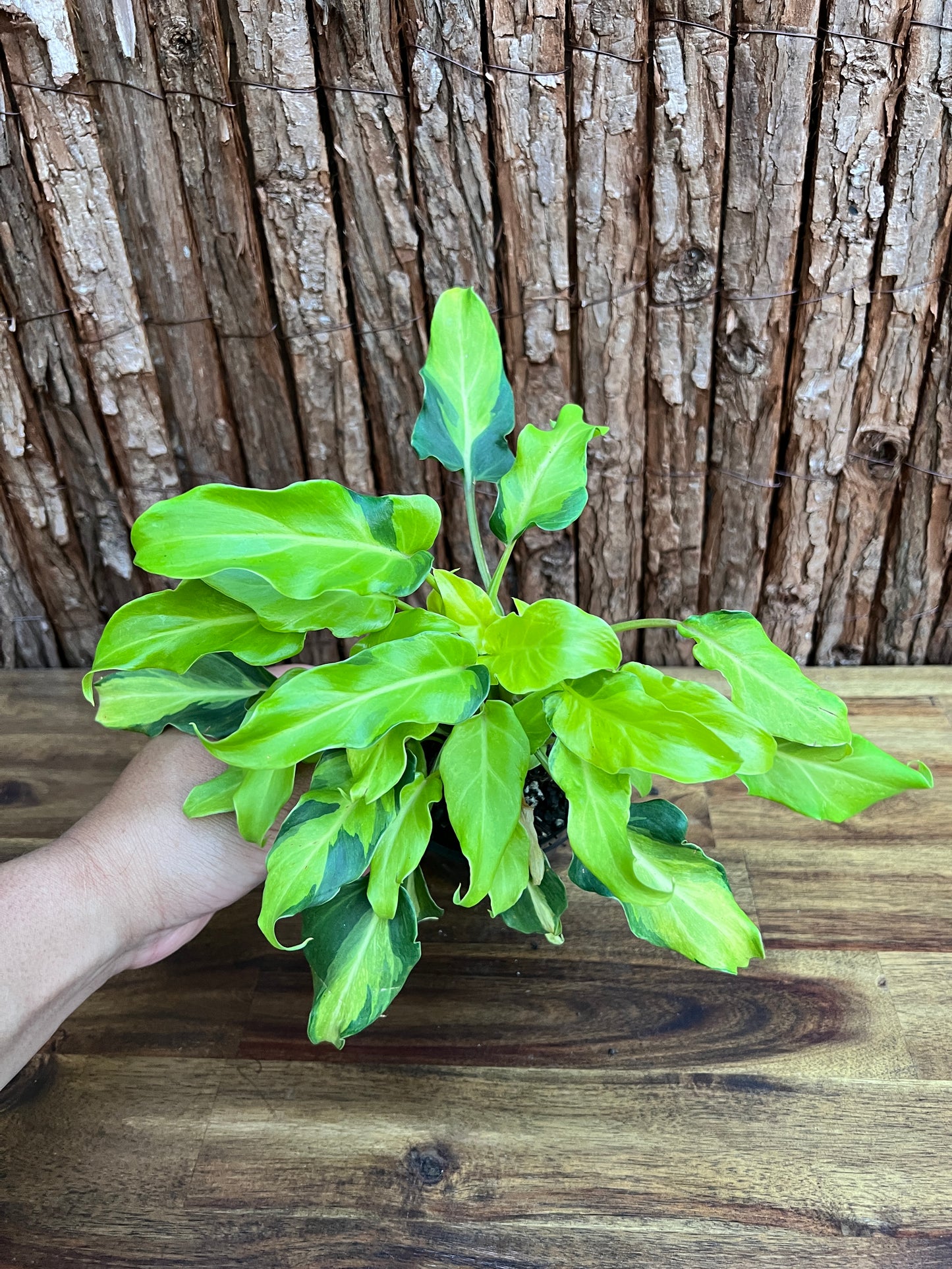 Thaumatophyllum (Prev. Philodendron) Xanadu variegata D47