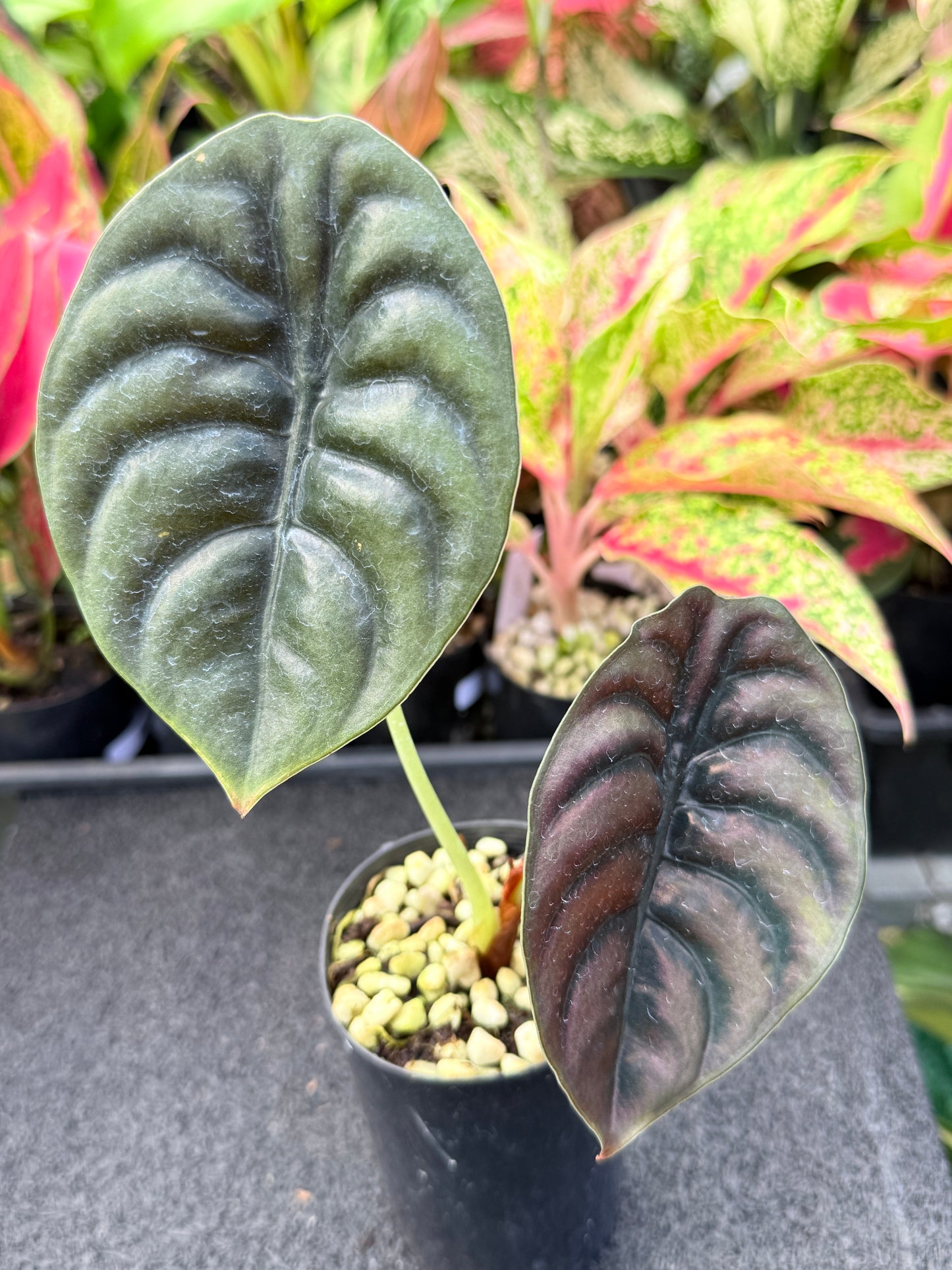 Alocasia cuprea 'Red Secret' L46
