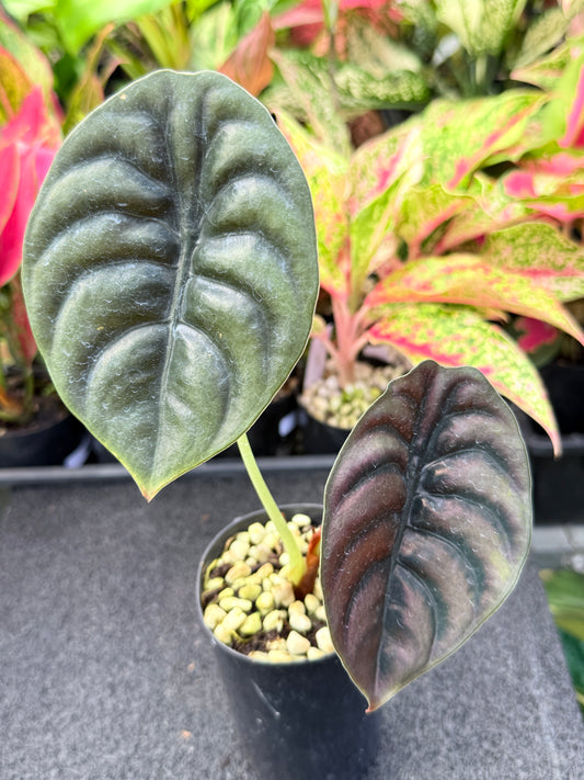 Alocasia cuprea 'Red Secret' L46