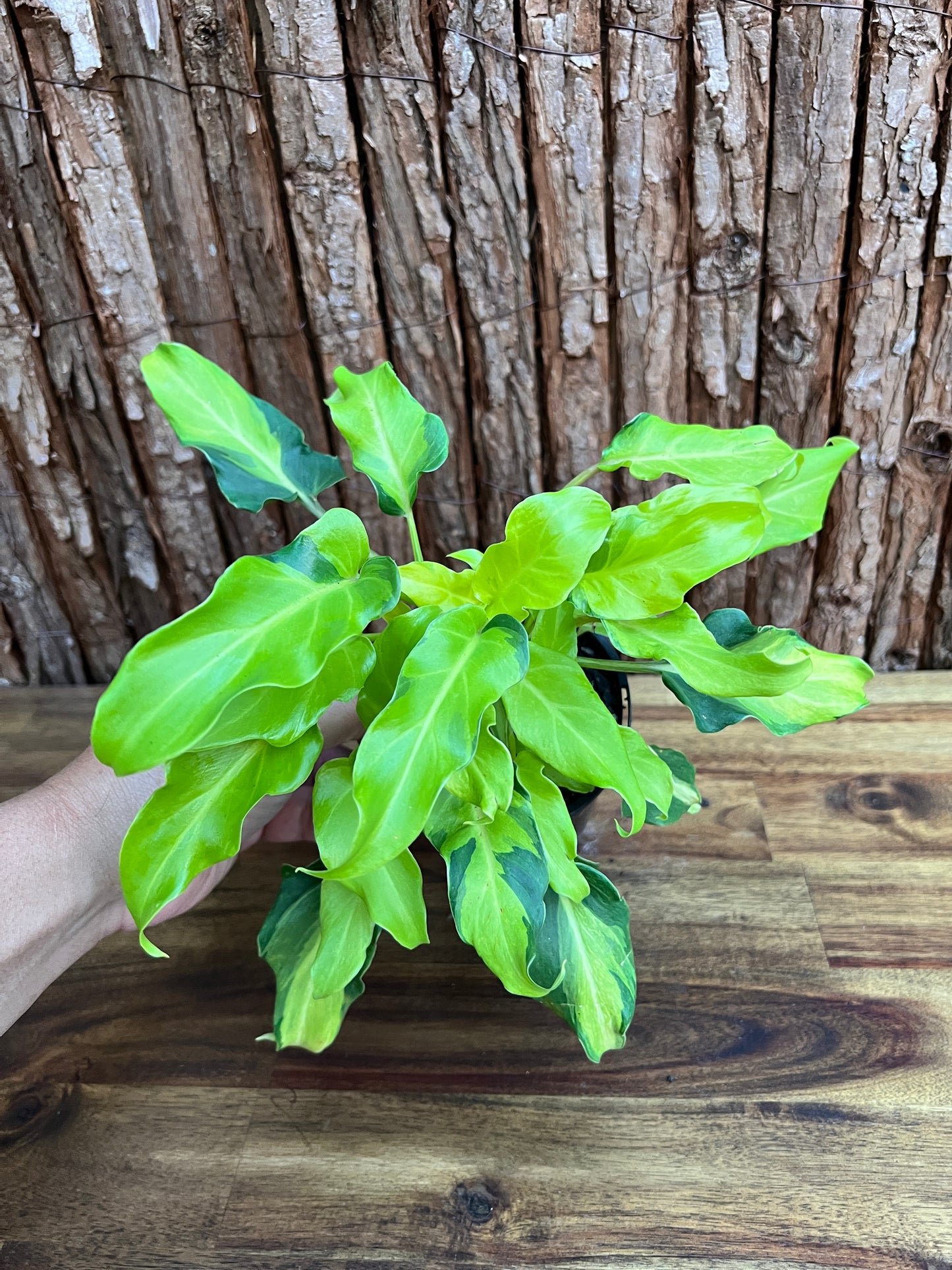 Thaumatophyllum (Prev. Philodendron) Xanadu variegata D47