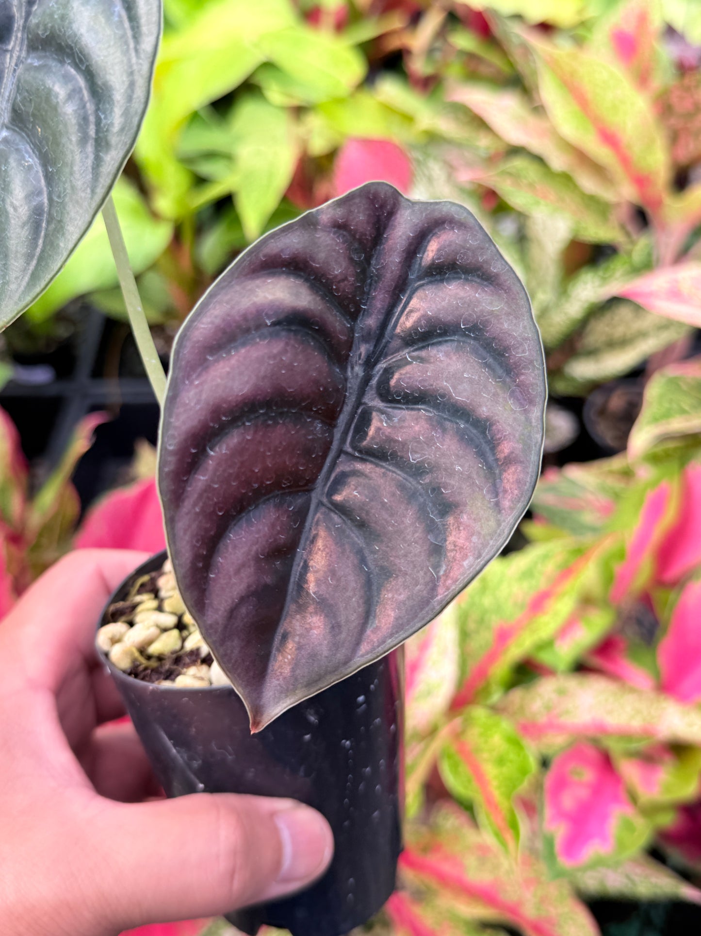 Alocasia cuprea 'Red Secret' L46