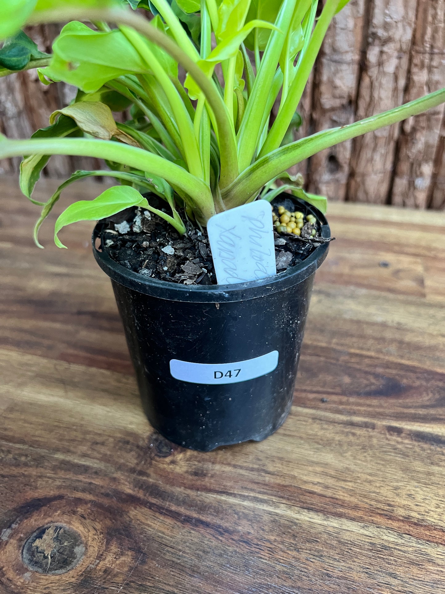 Thaumatophyllum (Prev. Philodendron) Xanadu variegata D47