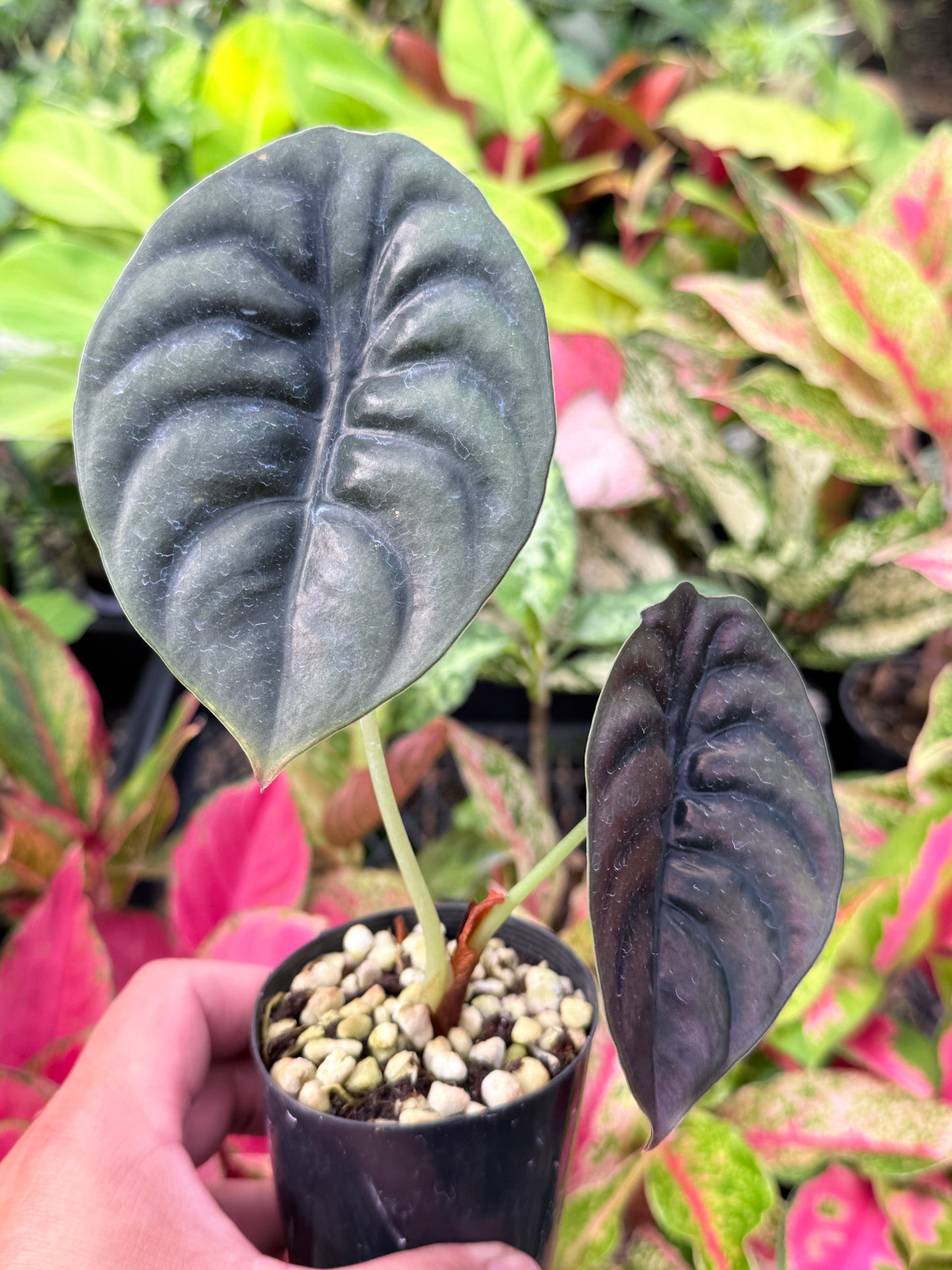 Alocasia cuprea 'Red Secret' L46