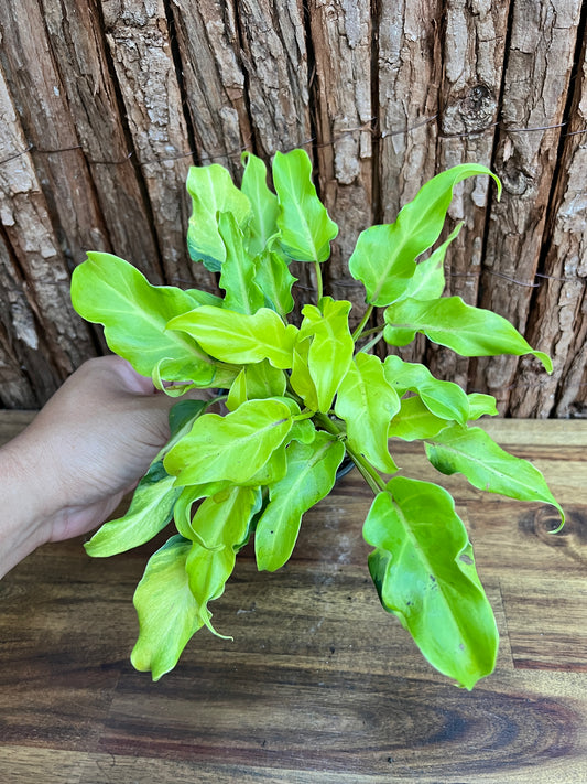 Thaumatophyllum (Prev. Philodendron) Xanadu variegata D48