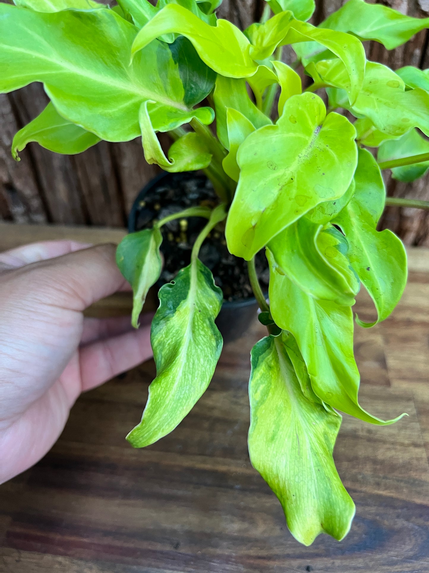 Thaumatophyllum (Prev. Philodendron) Xanadu variegata D48