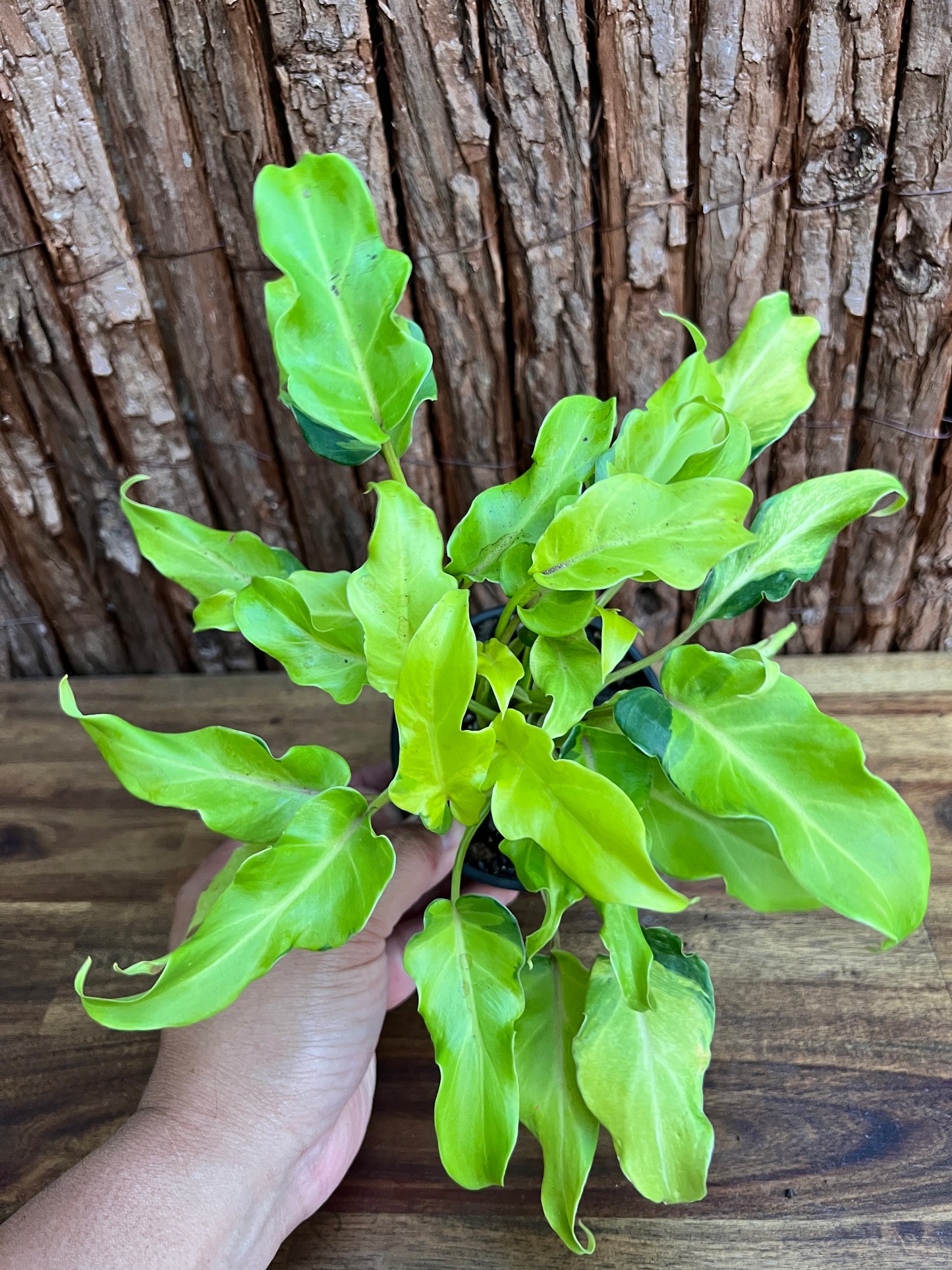 Thaumatophyllum (Prev. Philodendron) Xanadu variegata D48