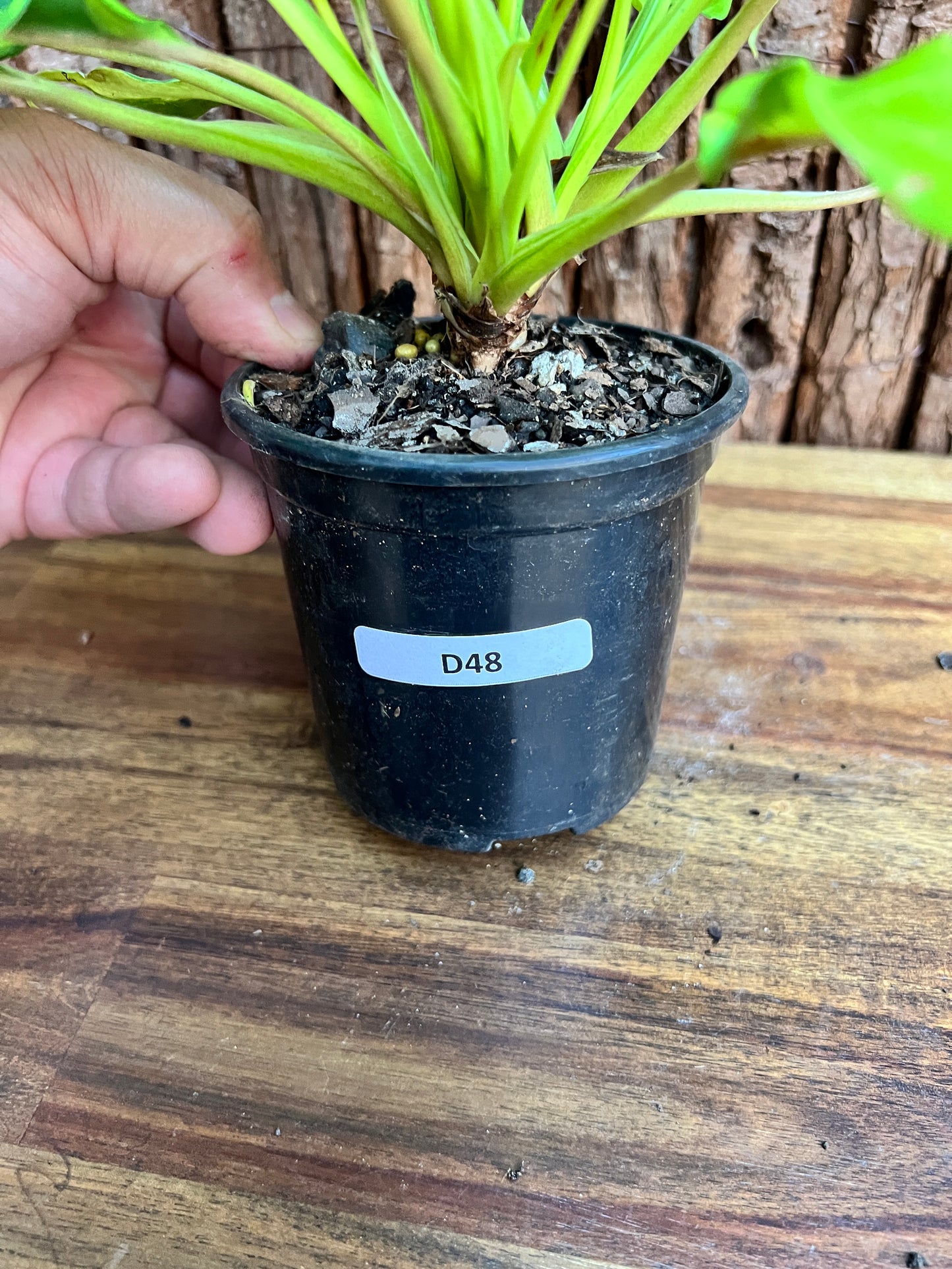 Thaumatophyllum (Prev. Philodendron) Xanadu variegata D48