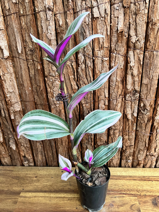 Tradescantia Bubblegum Lilac NONTC D49