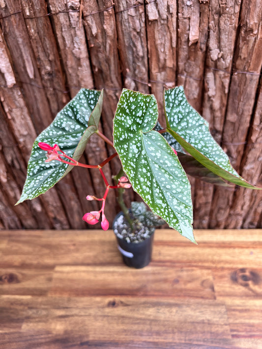 Begonia Snow Capped D51