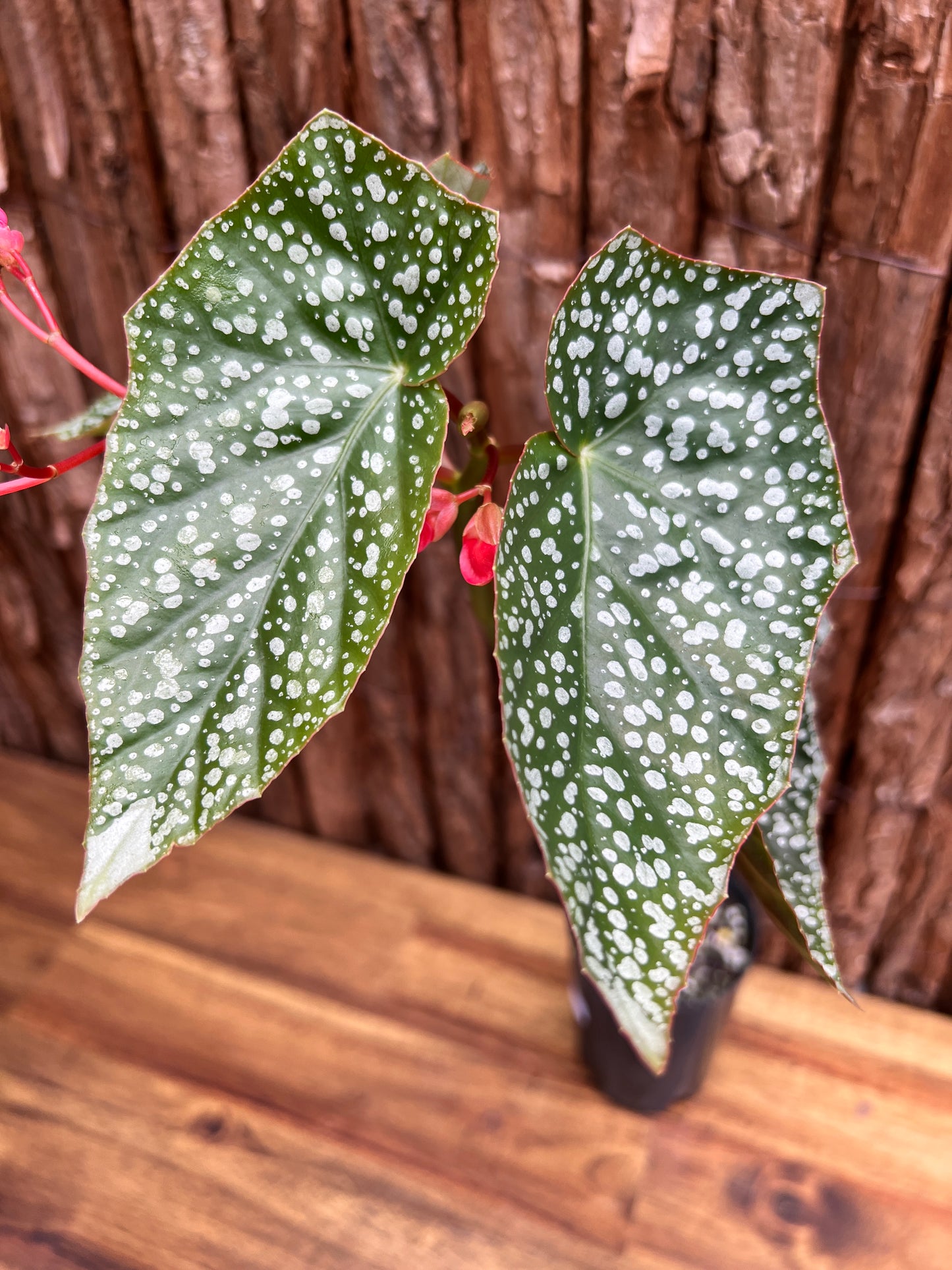 Begonia Snow Capped D51