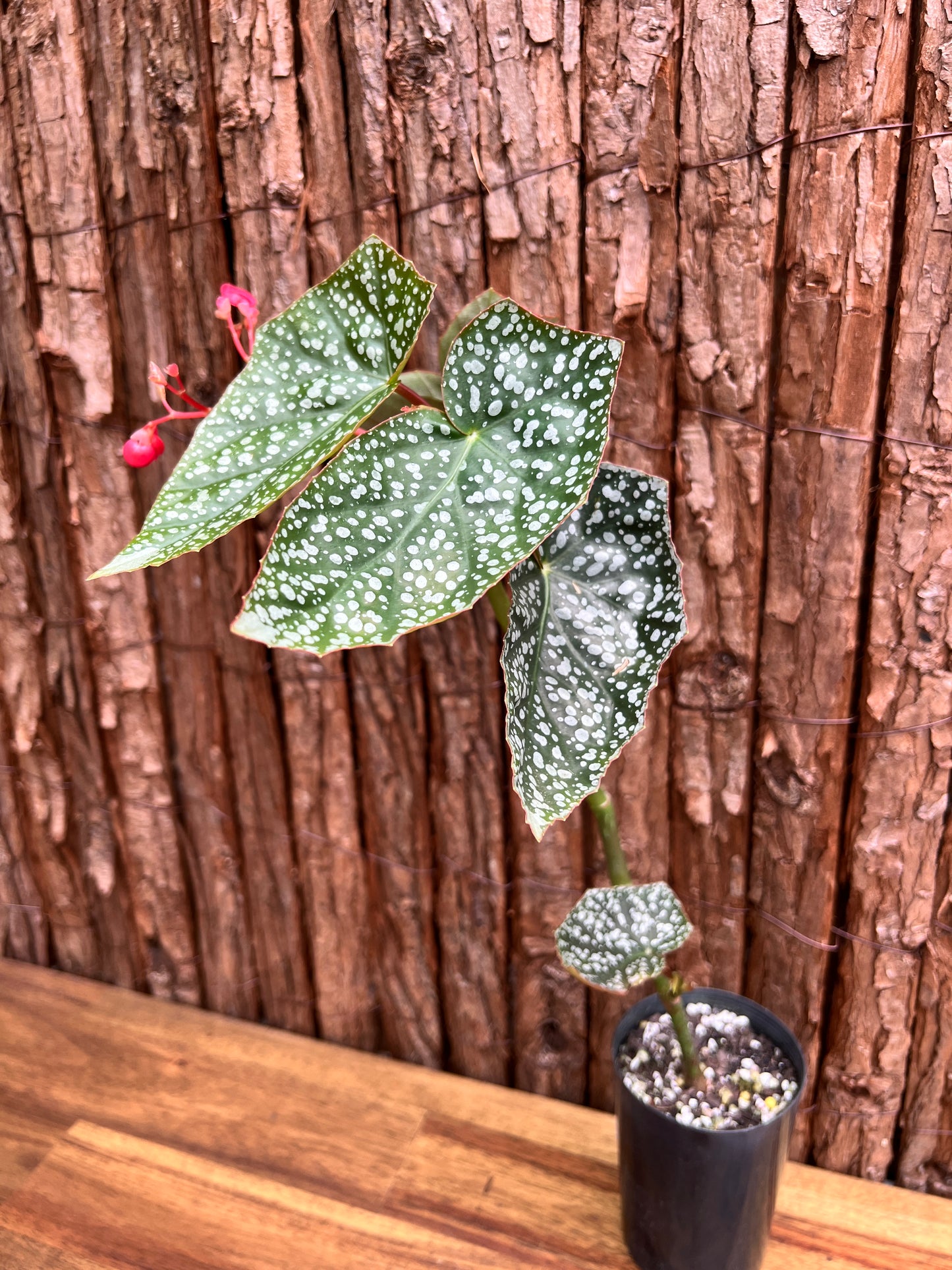 Begonia Snow Capped D51