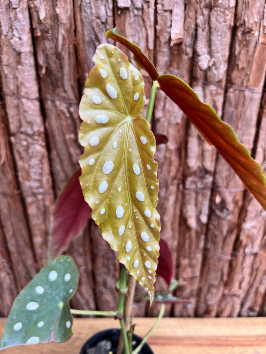 Begonia maculata Polka Dot D50