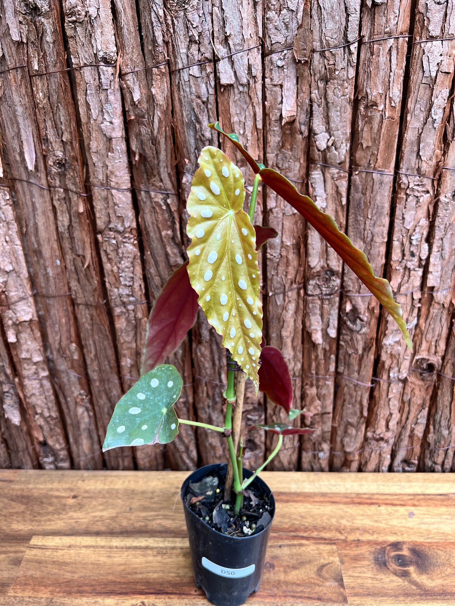 Begonia maculata Polka Dot D50