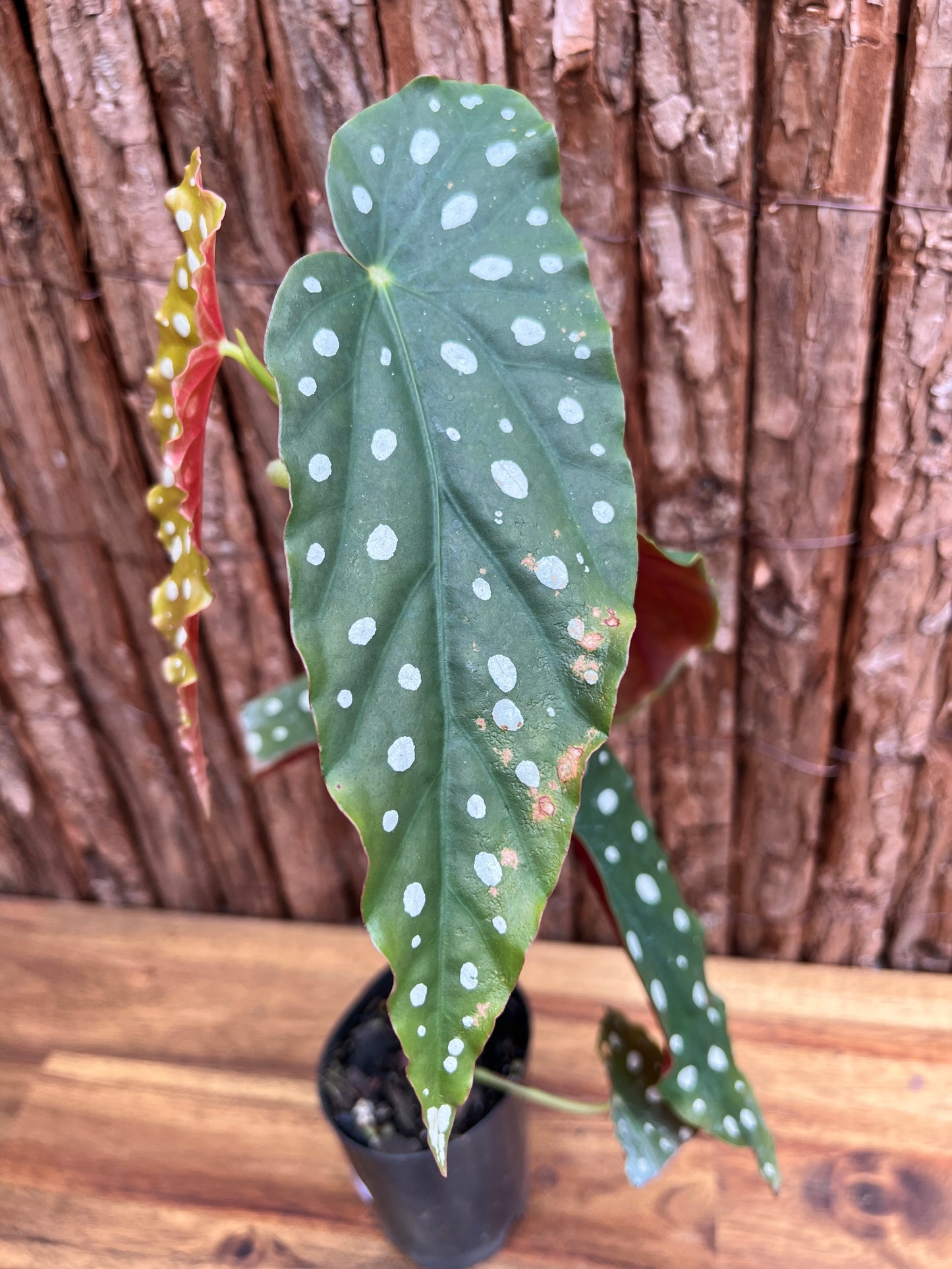 Begonia maculata Polka Dot D50