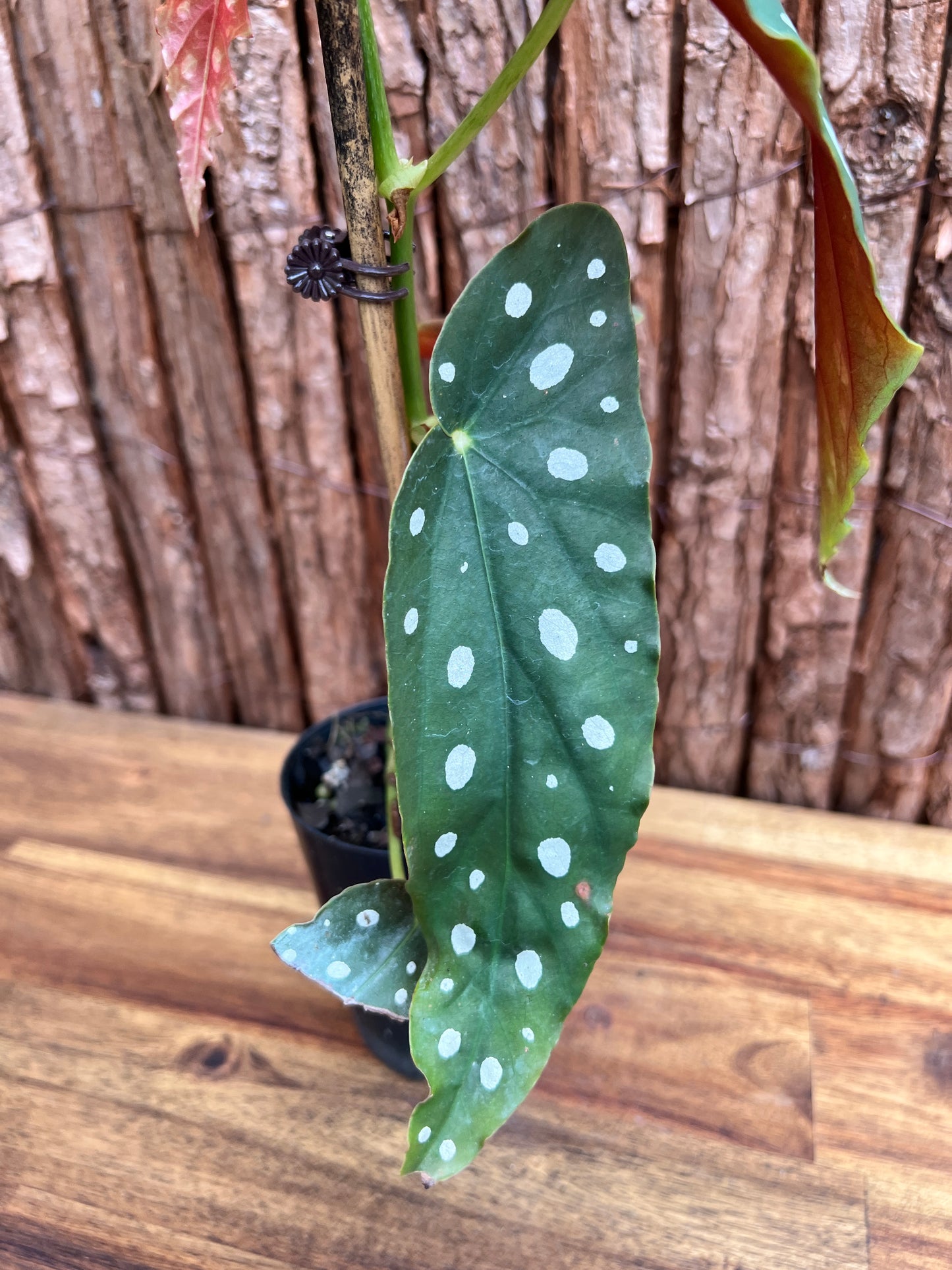 Begonia maculata Polka Dot D50