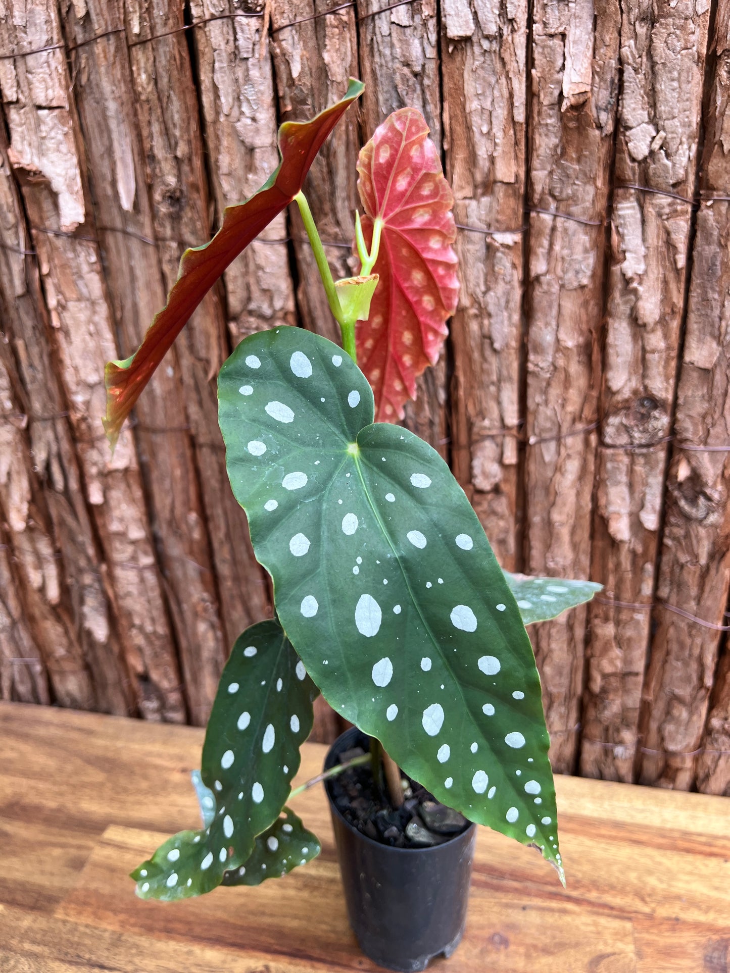 Begonia maculata Polka Dot D50