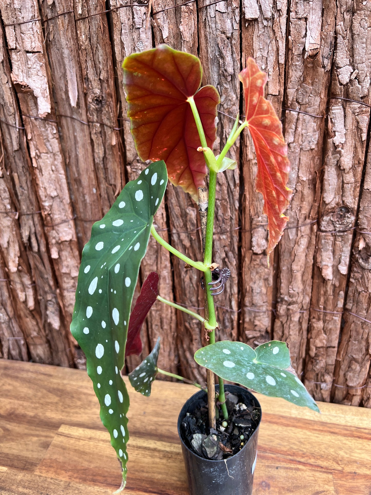 Begonia maculata Polka Dot D50