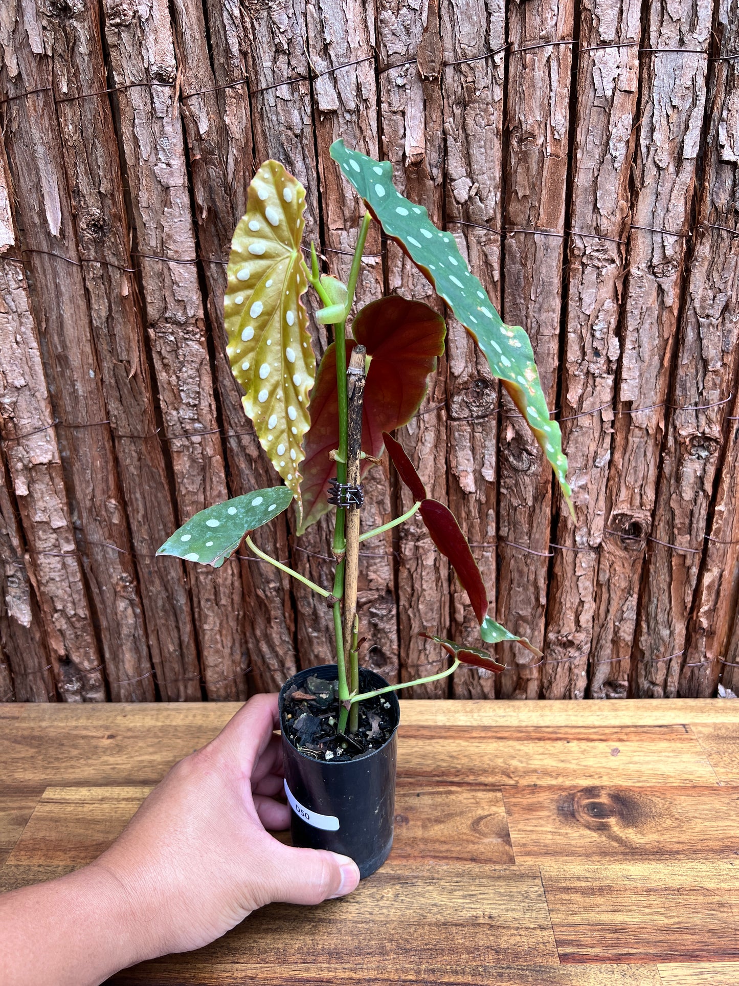 Begonia maculata Polka Dot D50