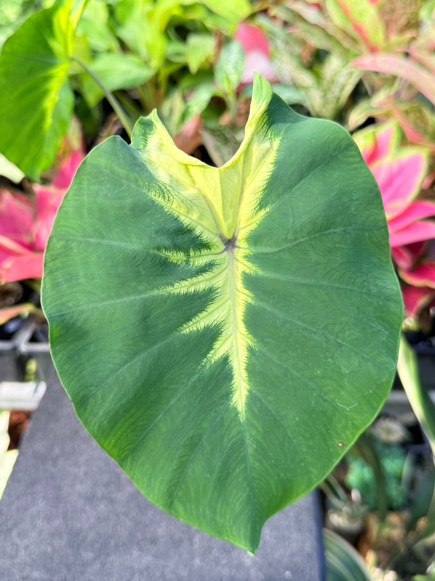 Colocasia 'Queen of Phoenix' L53