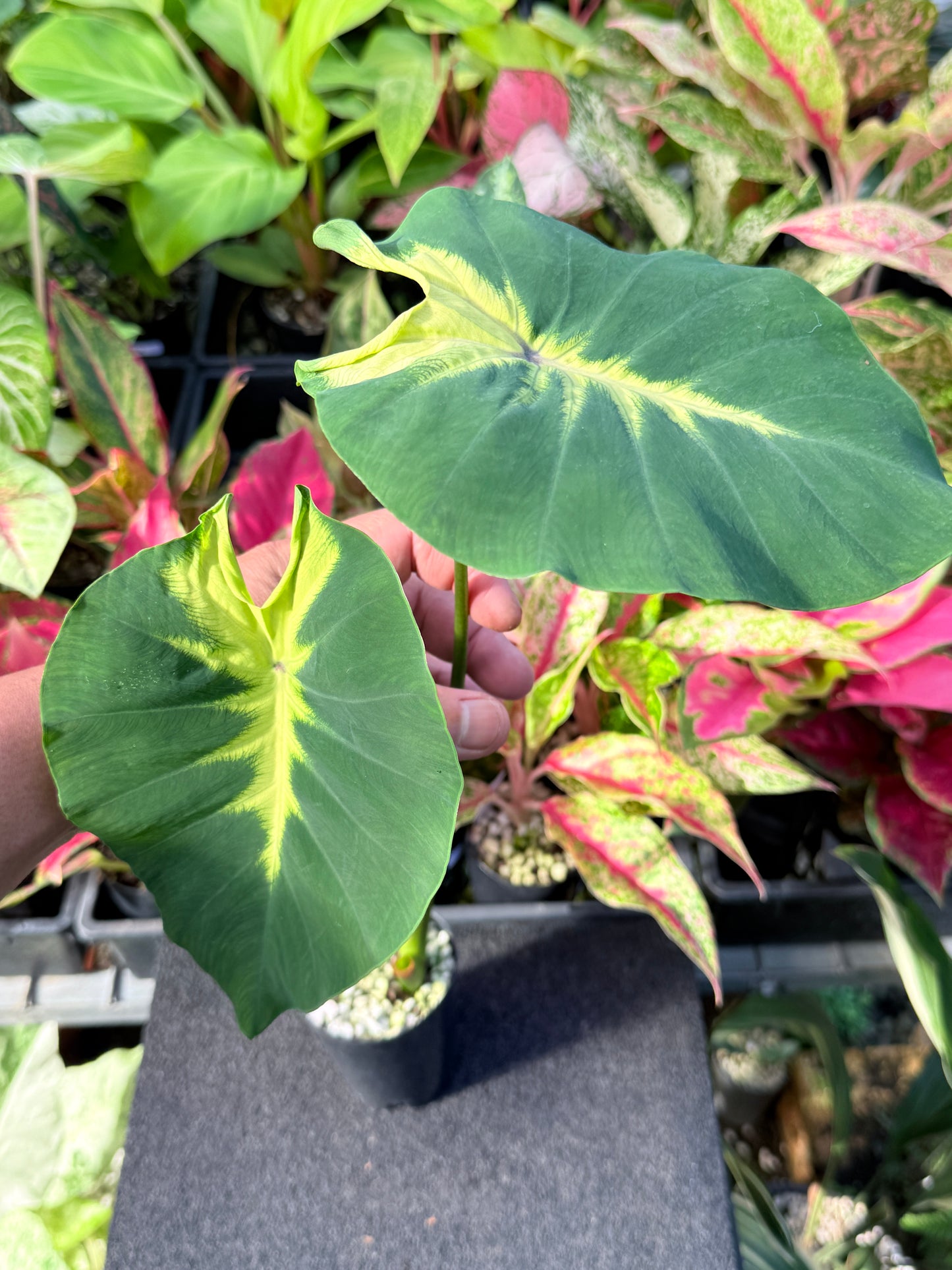 Colocasia 'Queen of Phoenix' L53