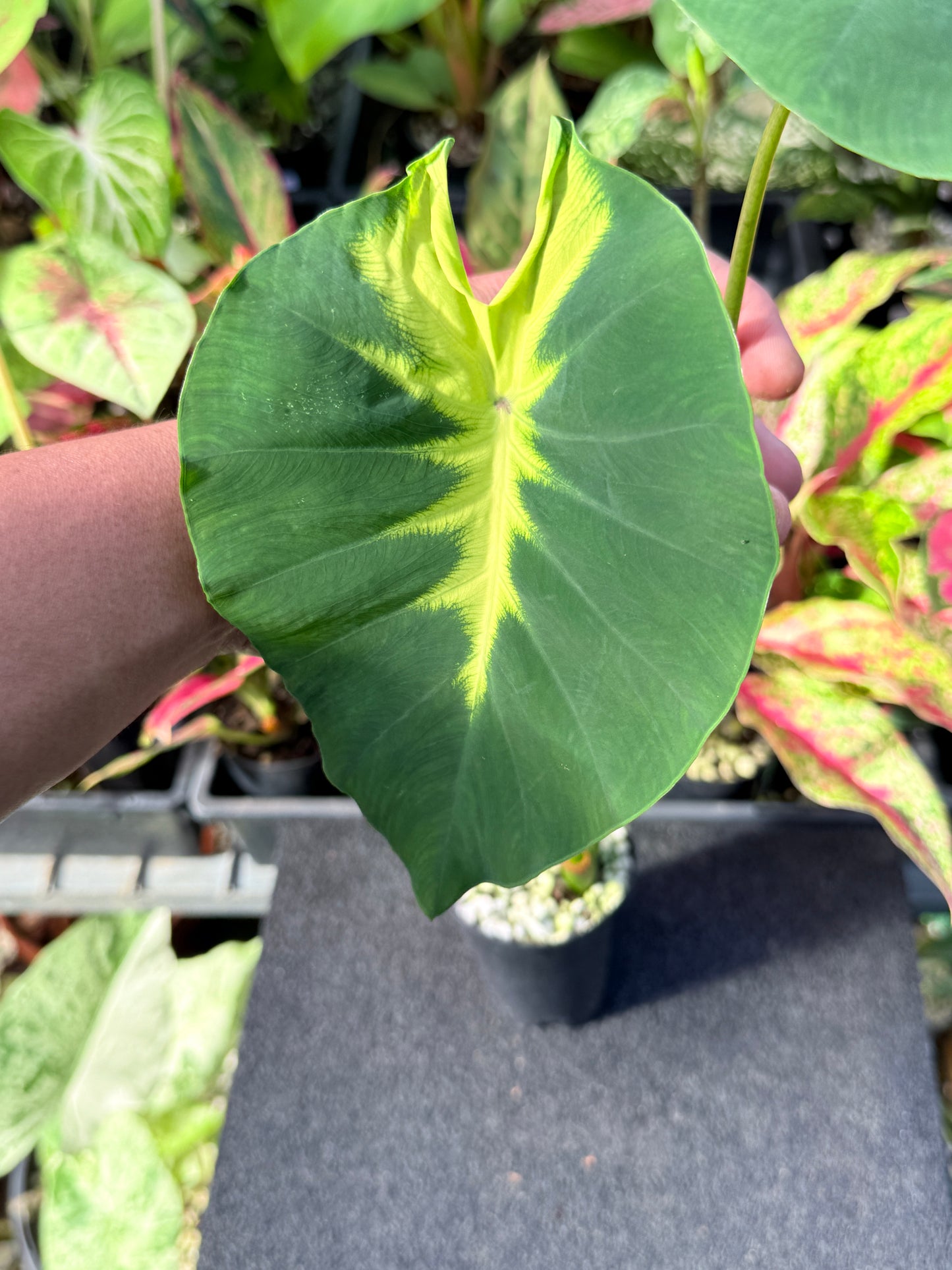Colocasia 'Queen of Phoenix' L53