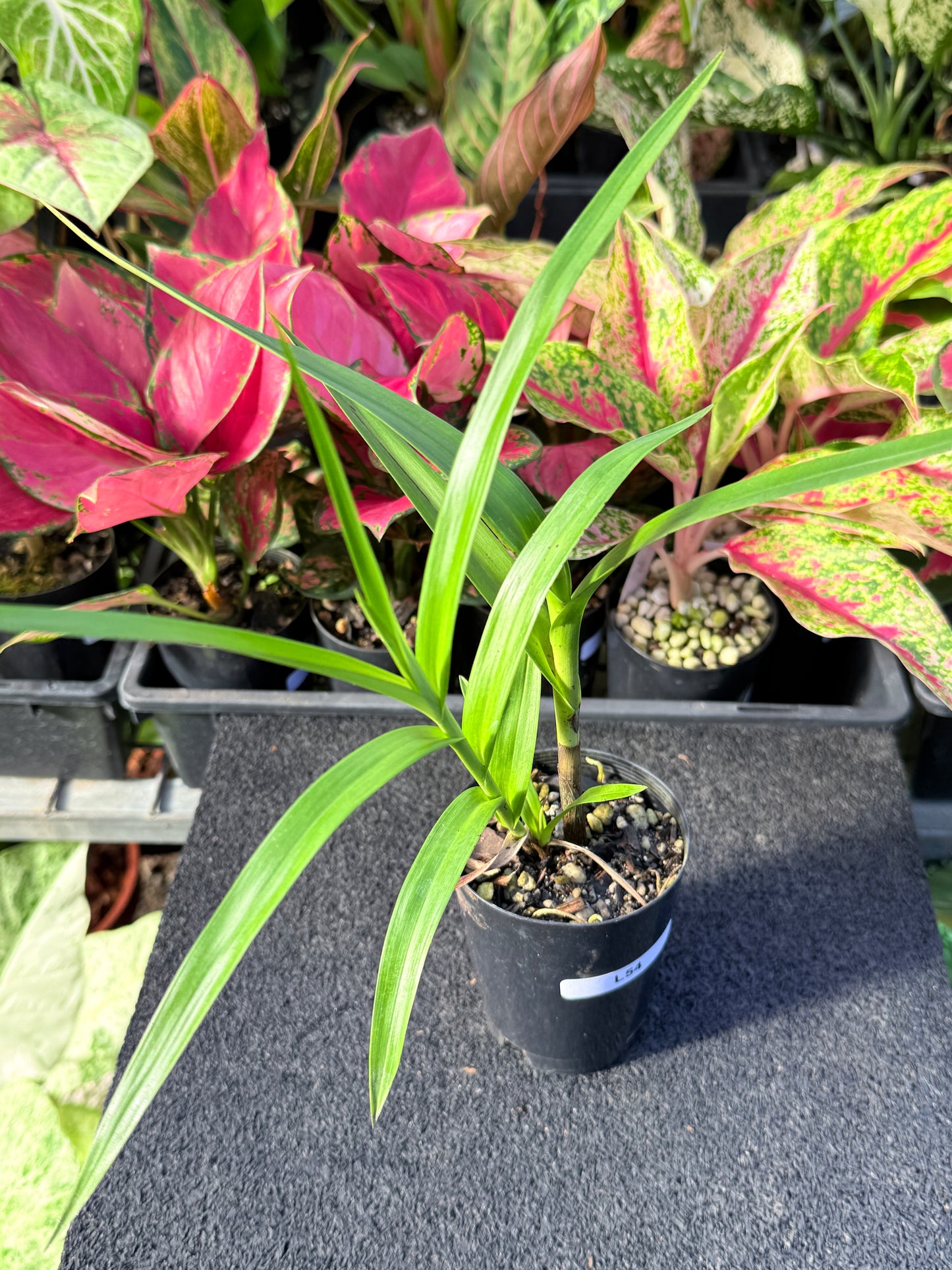 Arundina graminifolia 'Bamboo Orchid' L54
