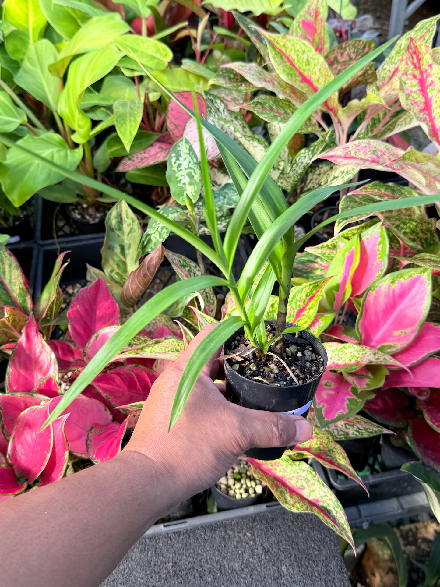 Arundina graminifolia 'Bamboo Orchid' L54