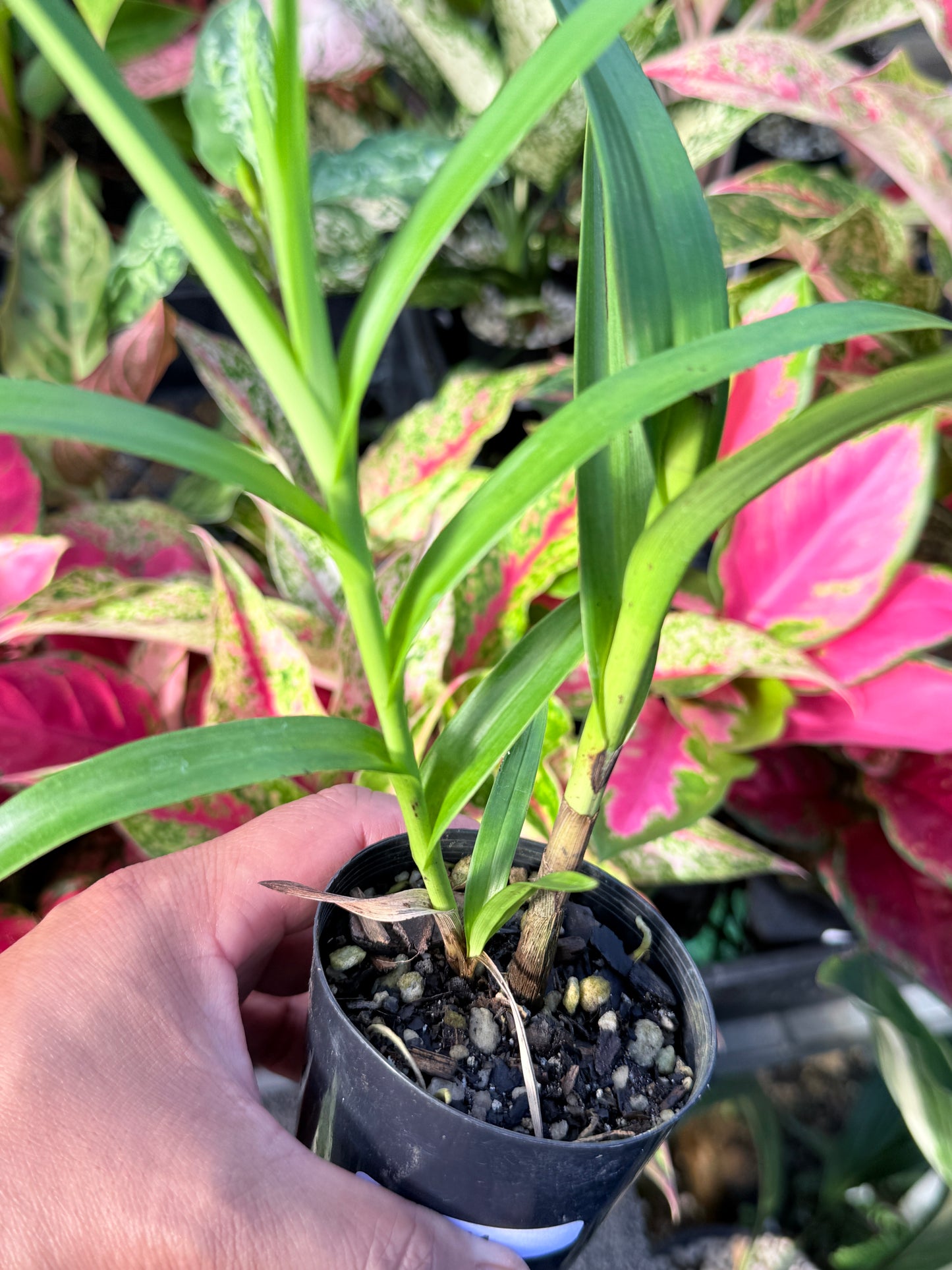 Arundina graminifolia 'Bamboo Orchid' L54