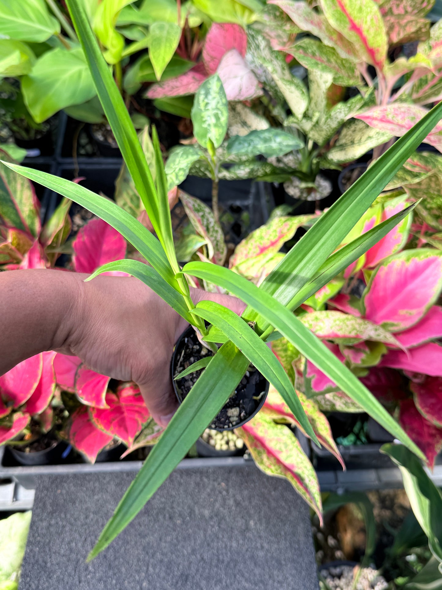 Arundina graminifolia 'Bamboo Orchid' L54