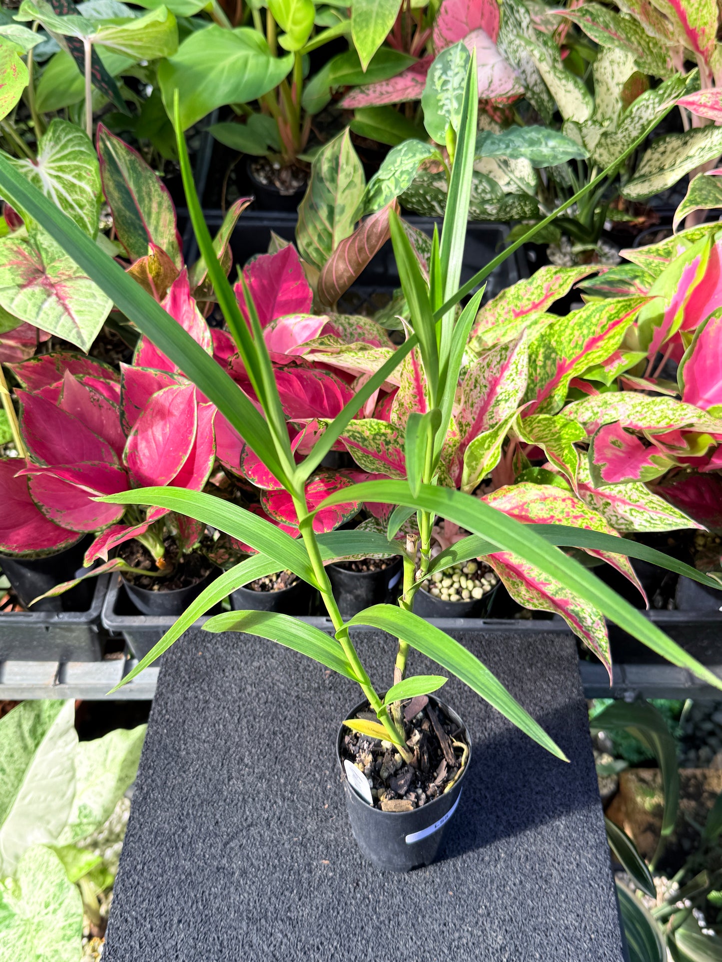 Arundina graminifolia 'Bamboo Orchid' L55