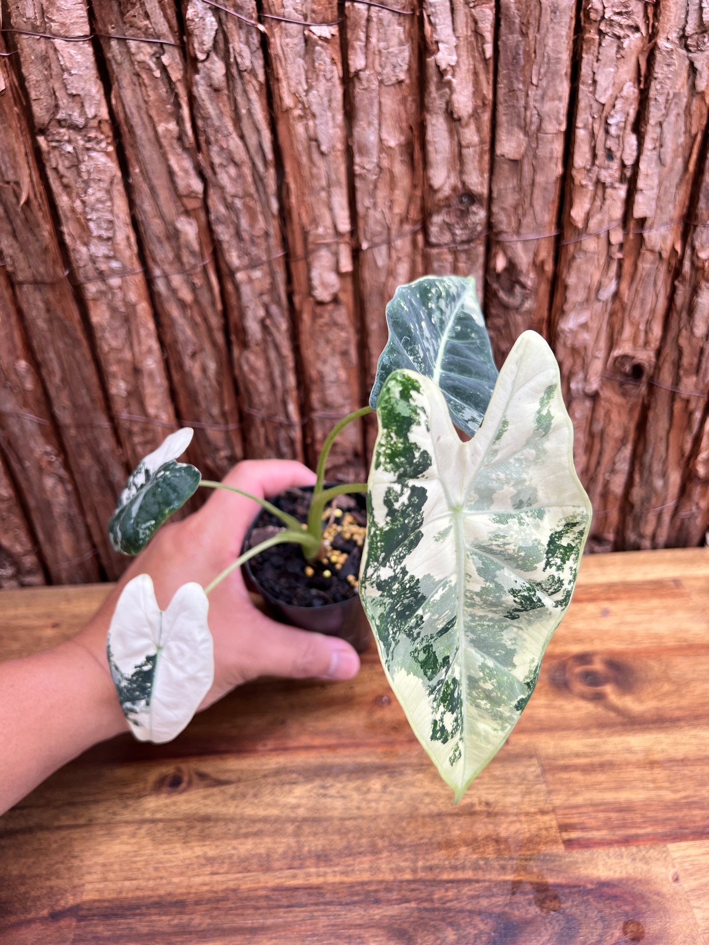 Alocasia micholitziana Frydek Variegata D53