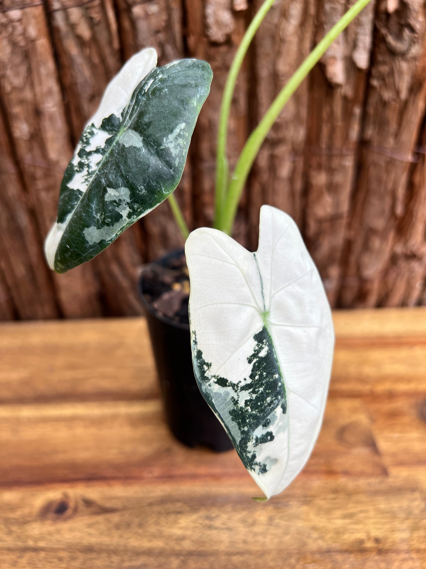 Alocasia micholitziana Frydek Variegata D53