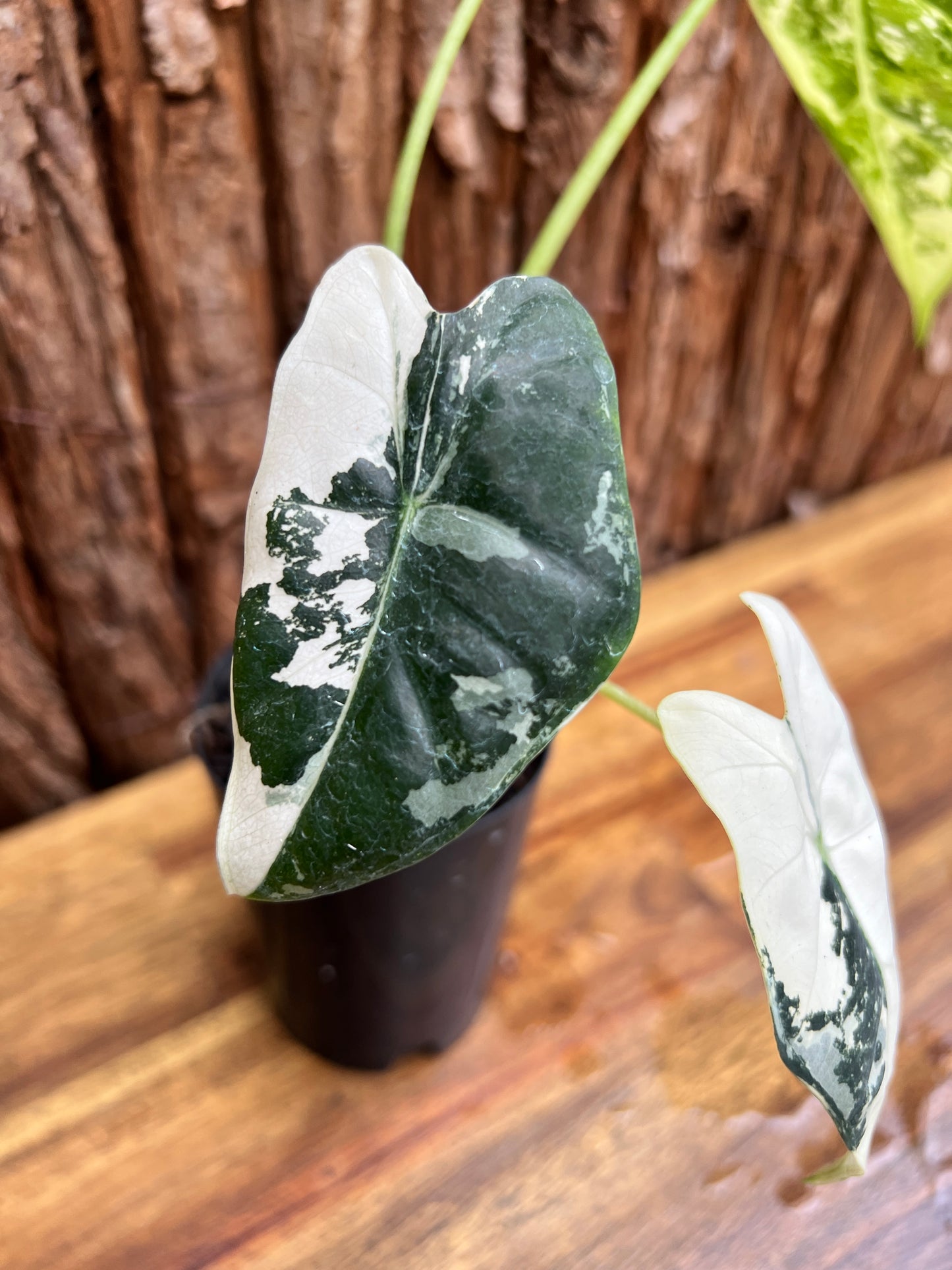 Alocasia micholitziana Frydek Variegata D53