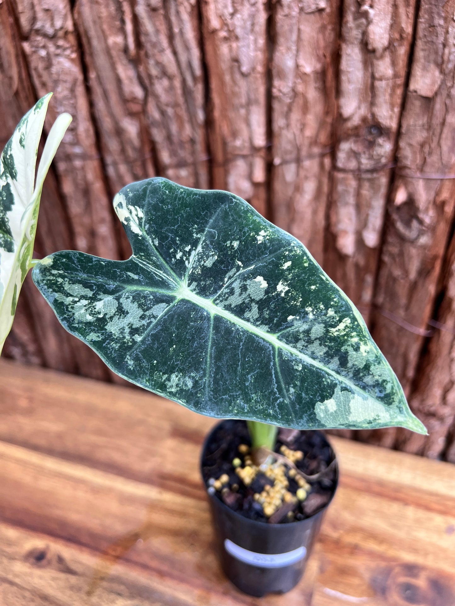 Alocasia micholitziana Frydek Variegata D53