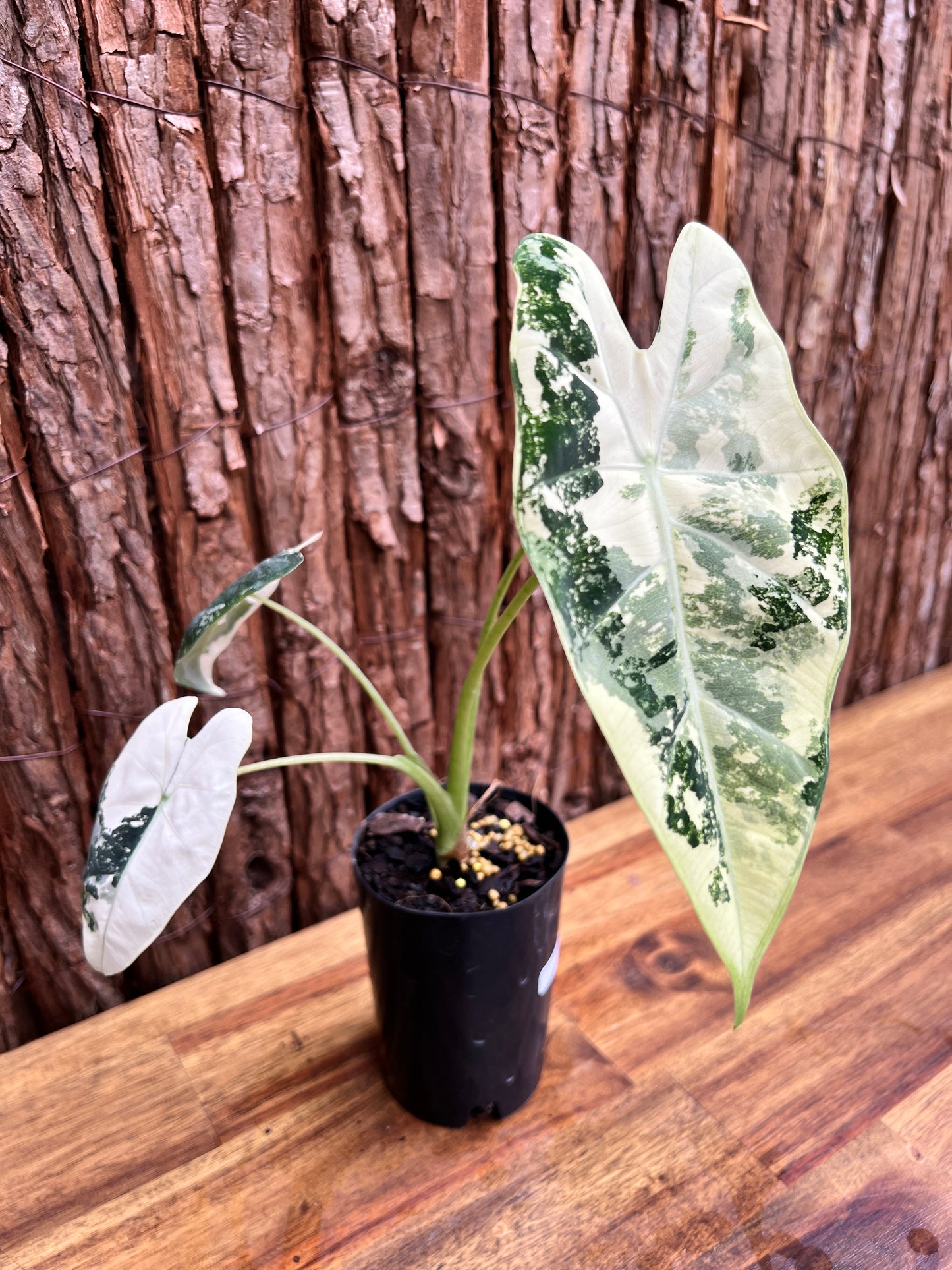 Alocasia micholitziana Frydek Variegata D53