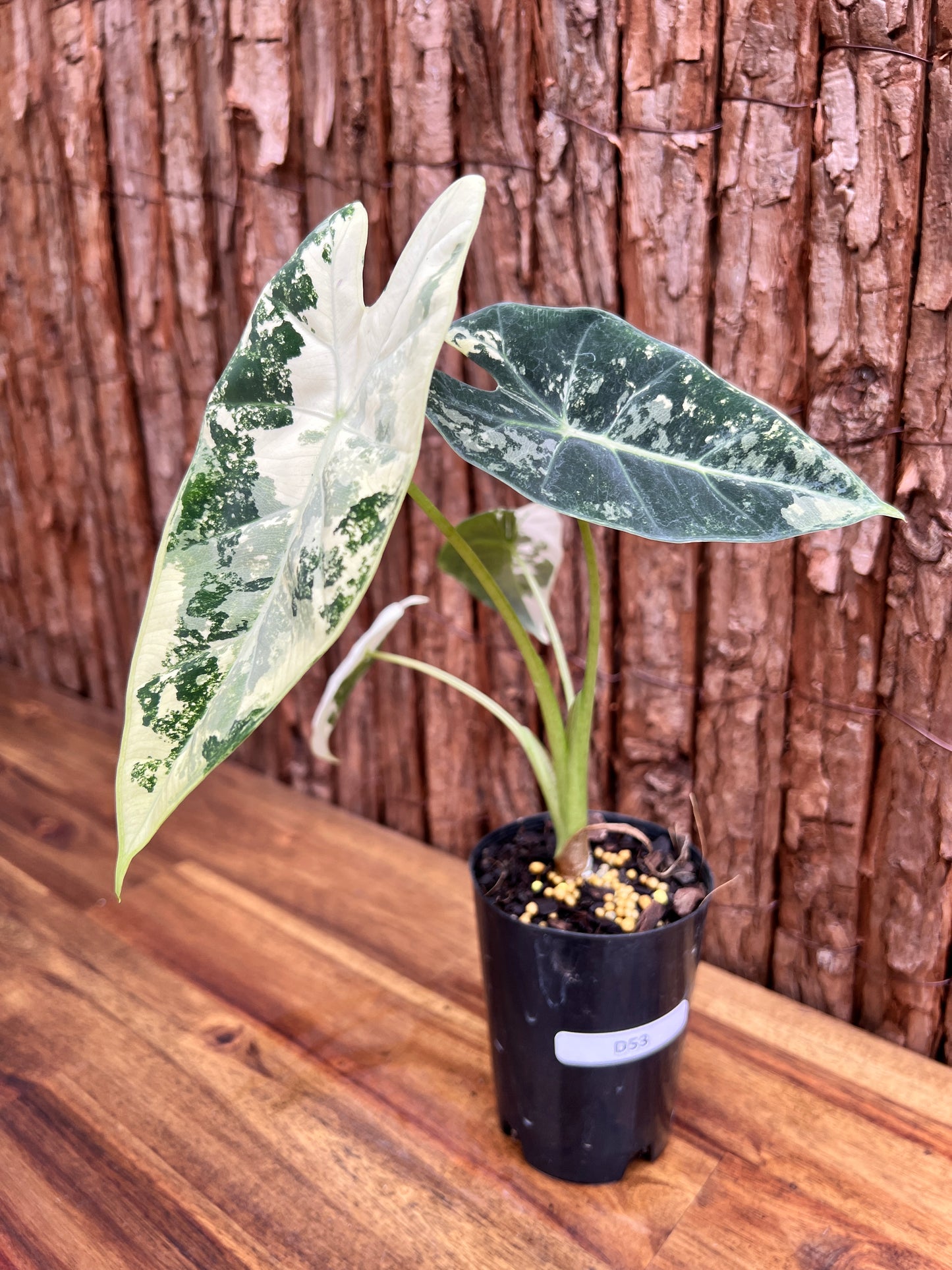 Alocasia micholitziana Frydek Variegata D53