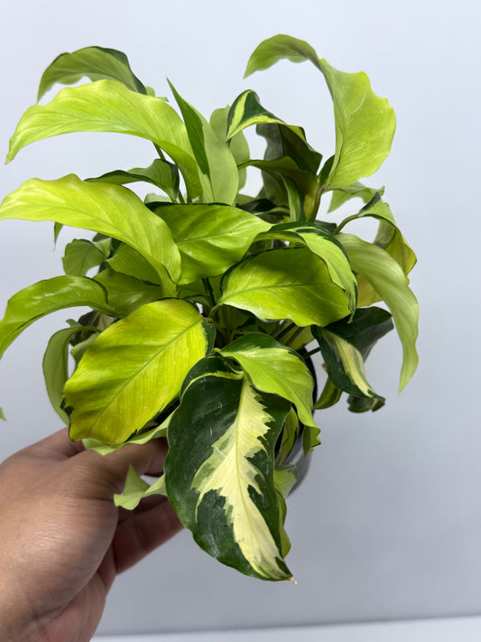 Calathea Thai Beauty N1