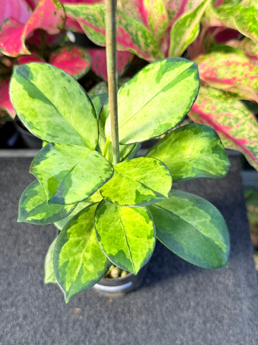 Hoya australis 'Lisa' L57