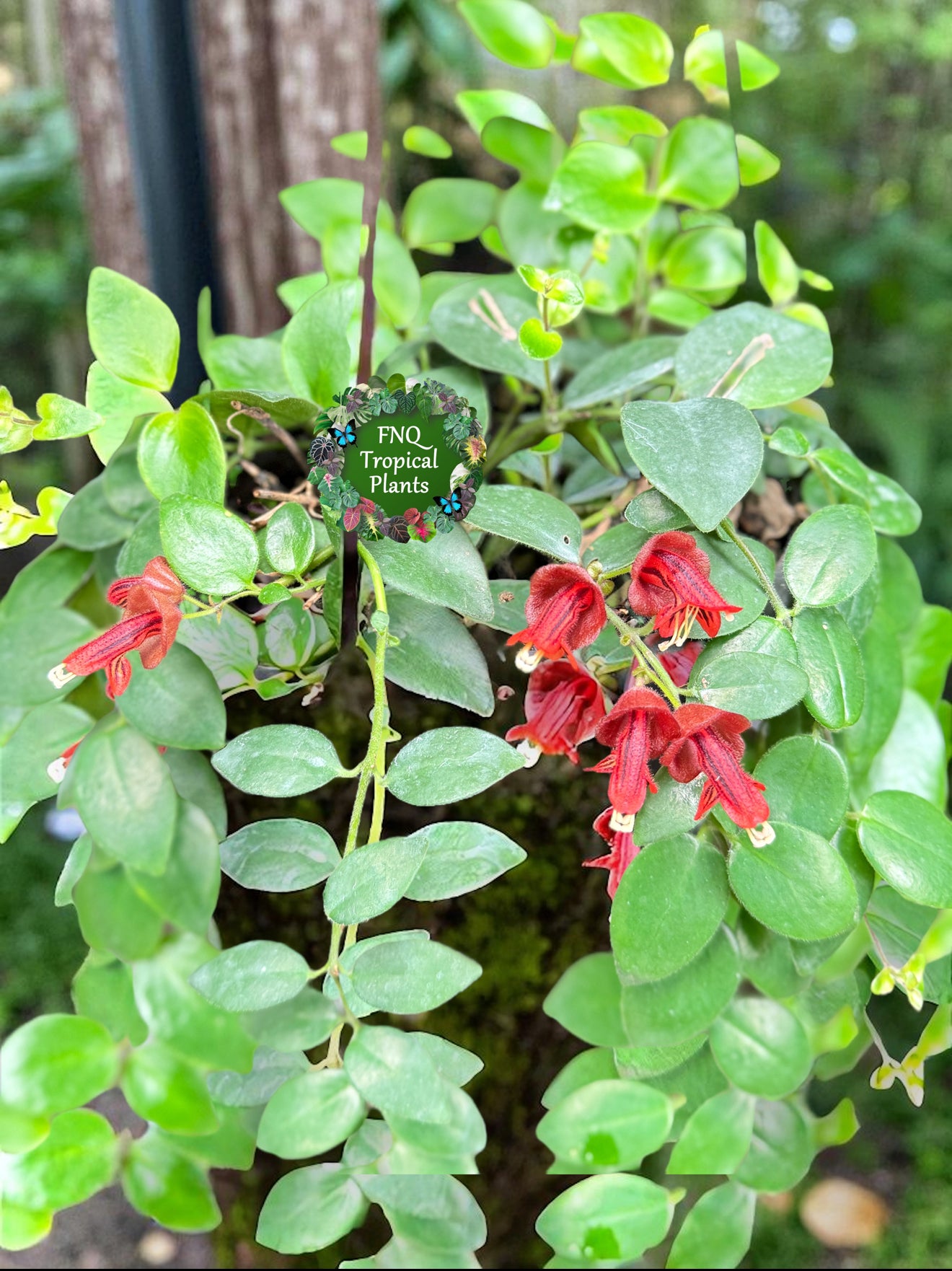 Aeschynanthus 'Lipstick Tricolor' - Best Plant in Stock.