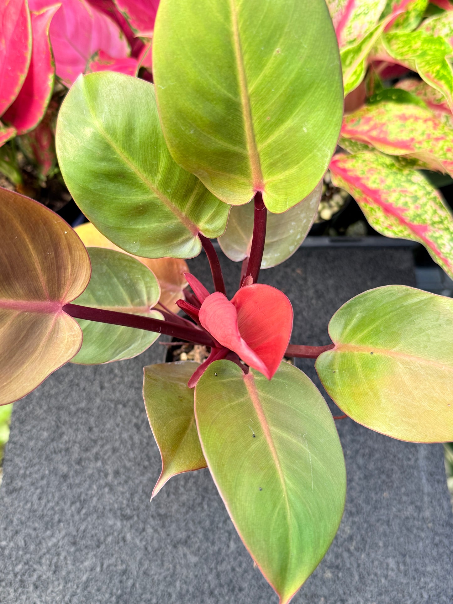Philodendron 'Cherry Red' L60