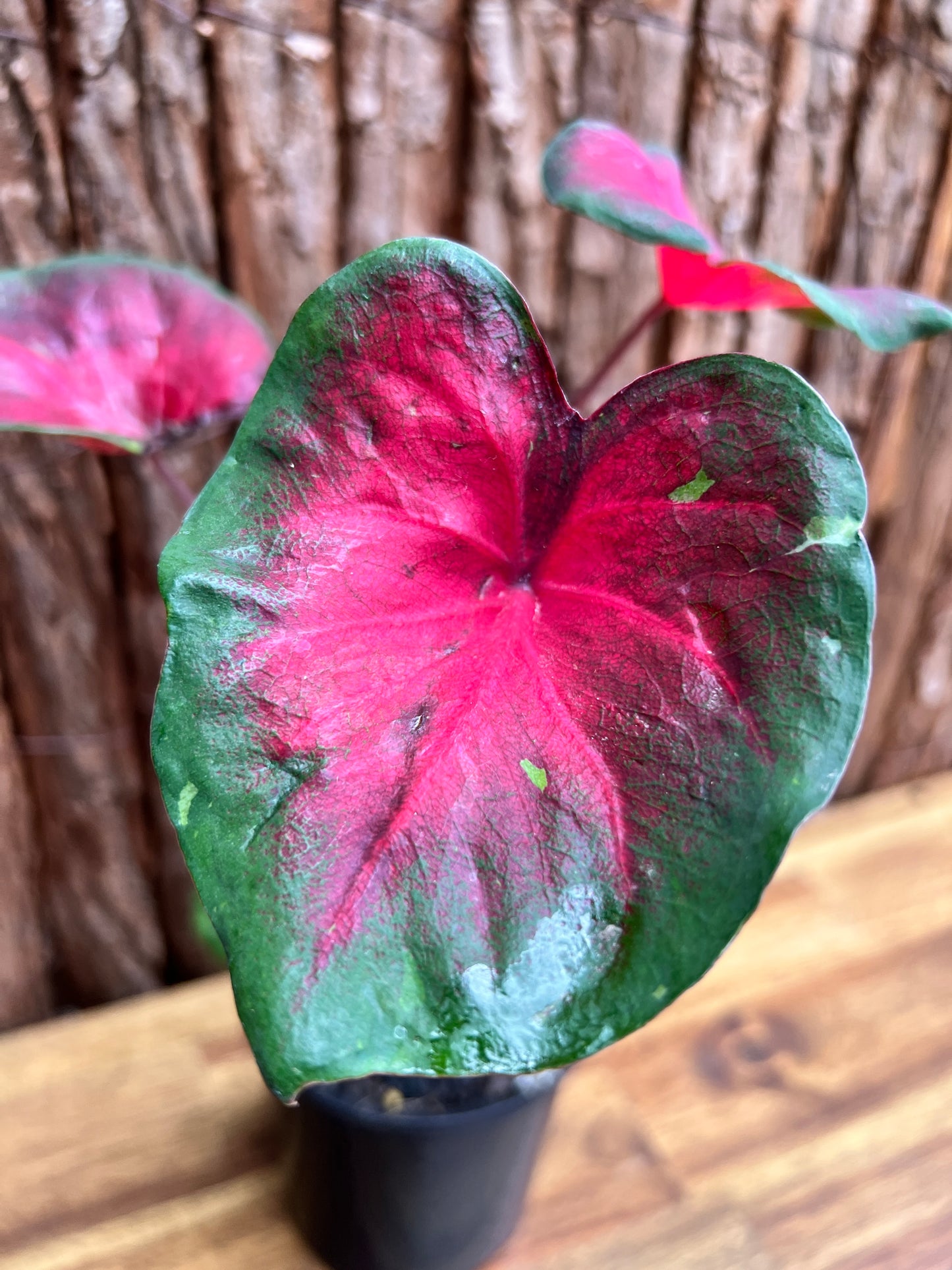 Caladium NOID D56