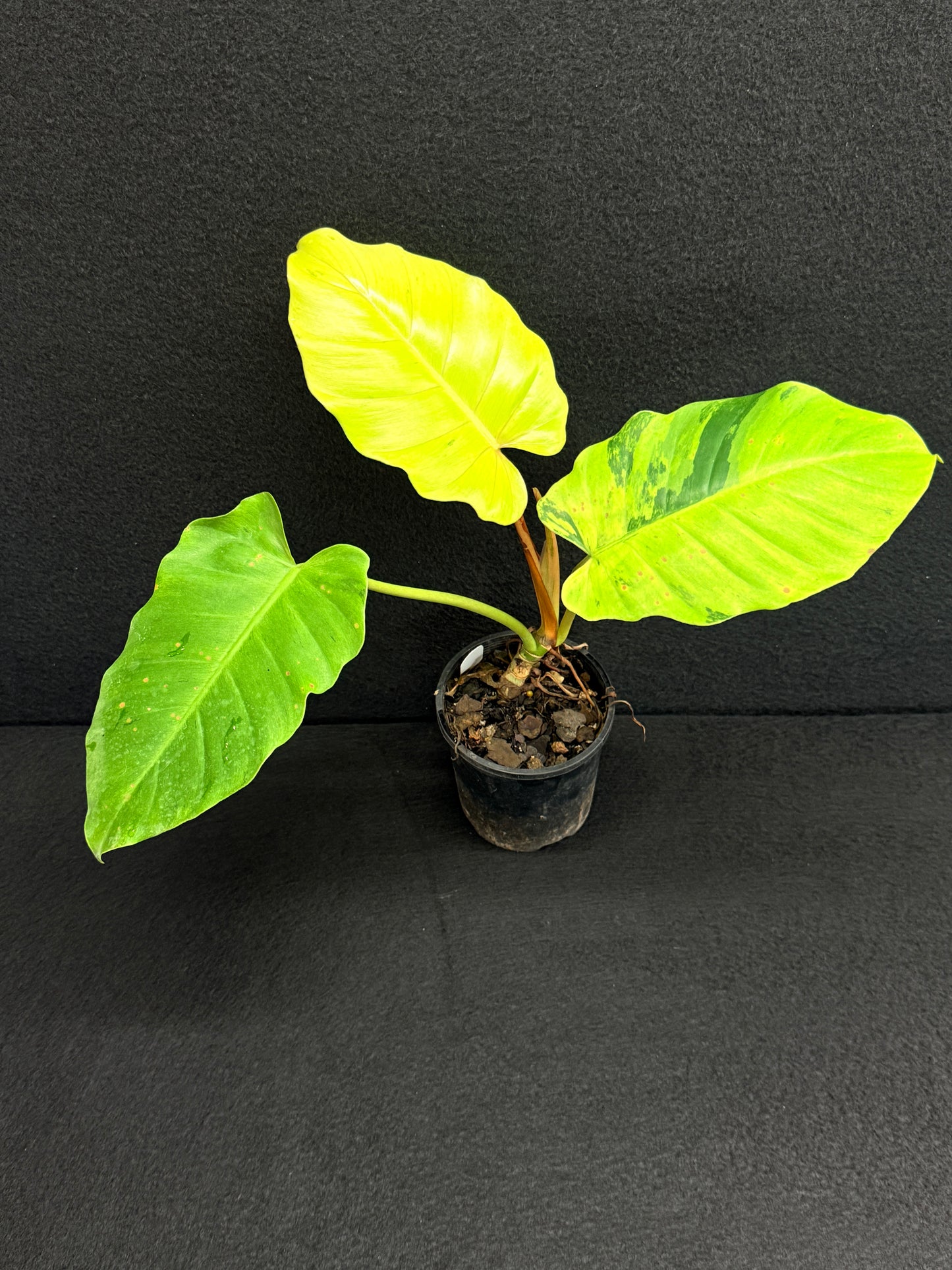 Philodendron 'Jungle Fever' (Not Snow Drift) NONTC O24