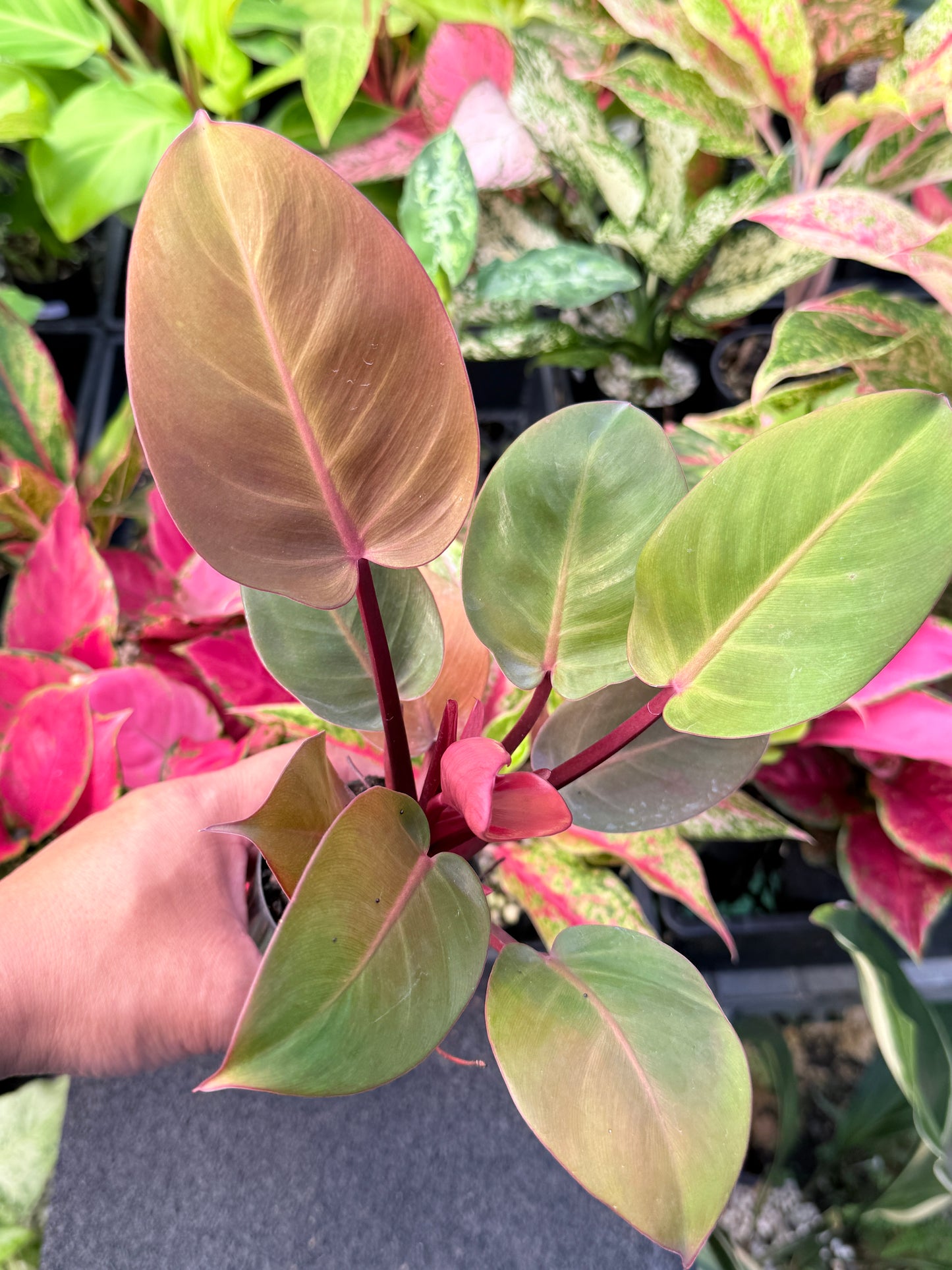 Philodendron 'Cherry Red' L60