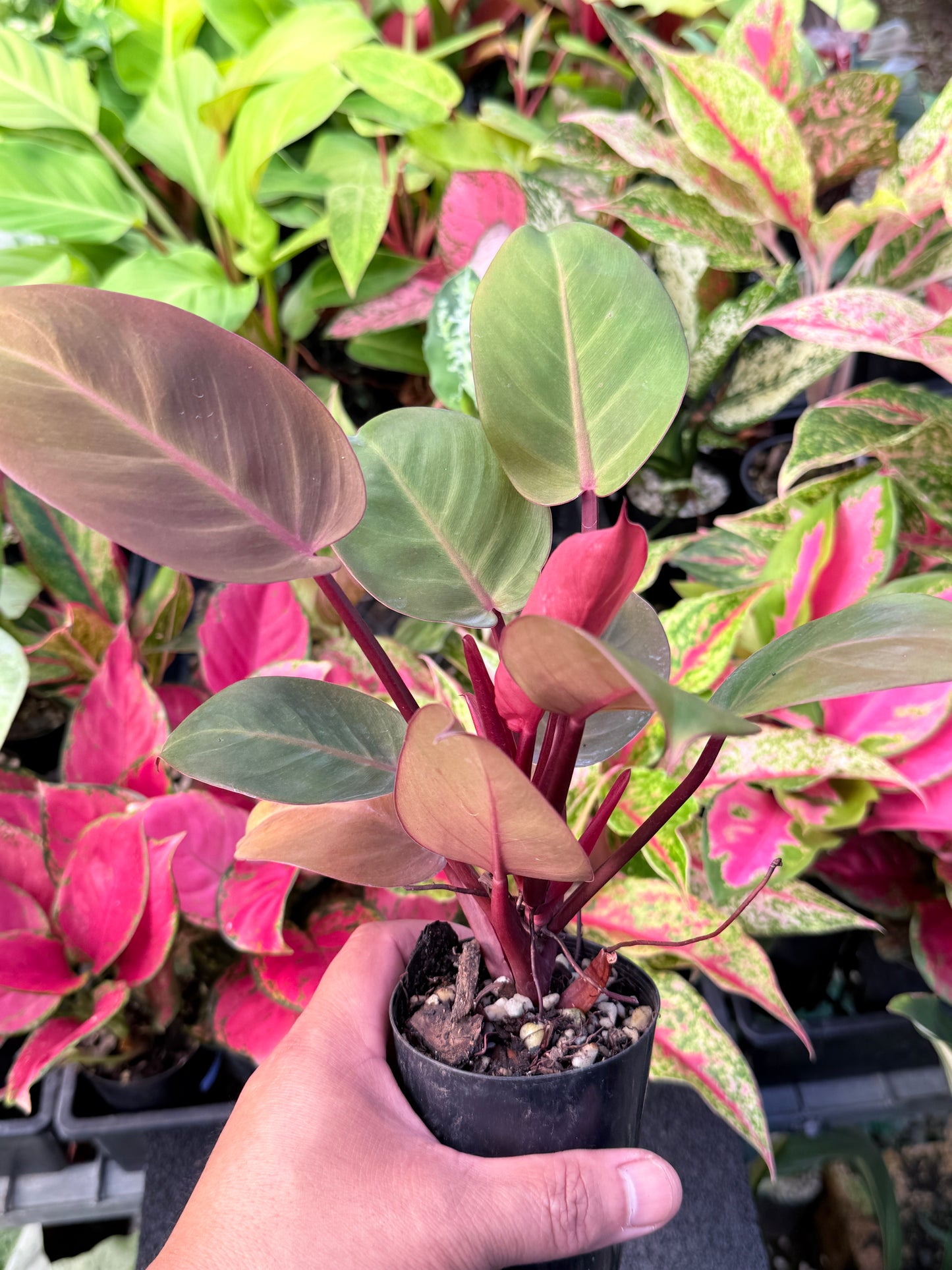 Philodendron 'Cherry Red' L60