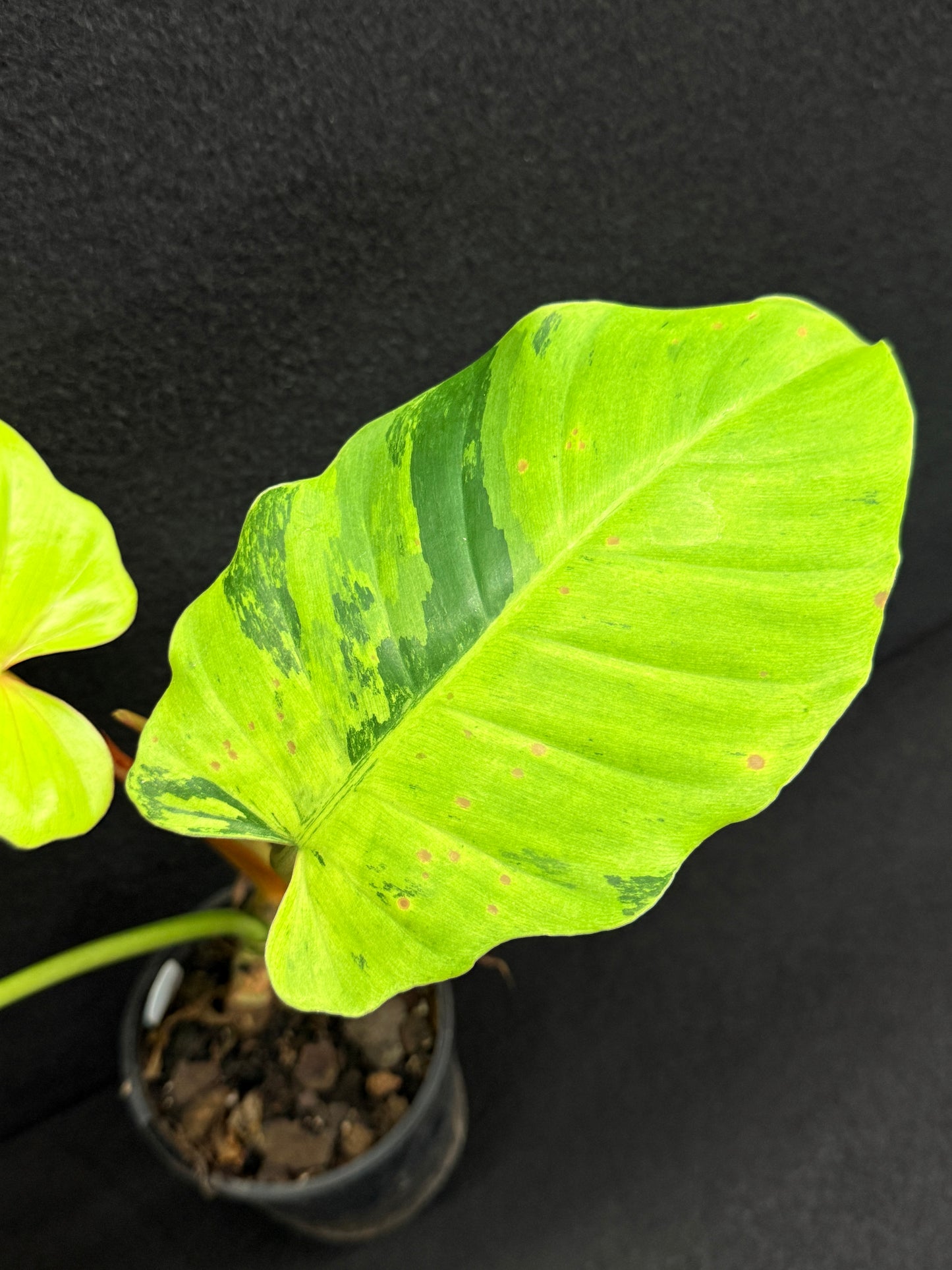 Philodendron 'Jungle Fever' (Not Snow Drift) NONTC O24