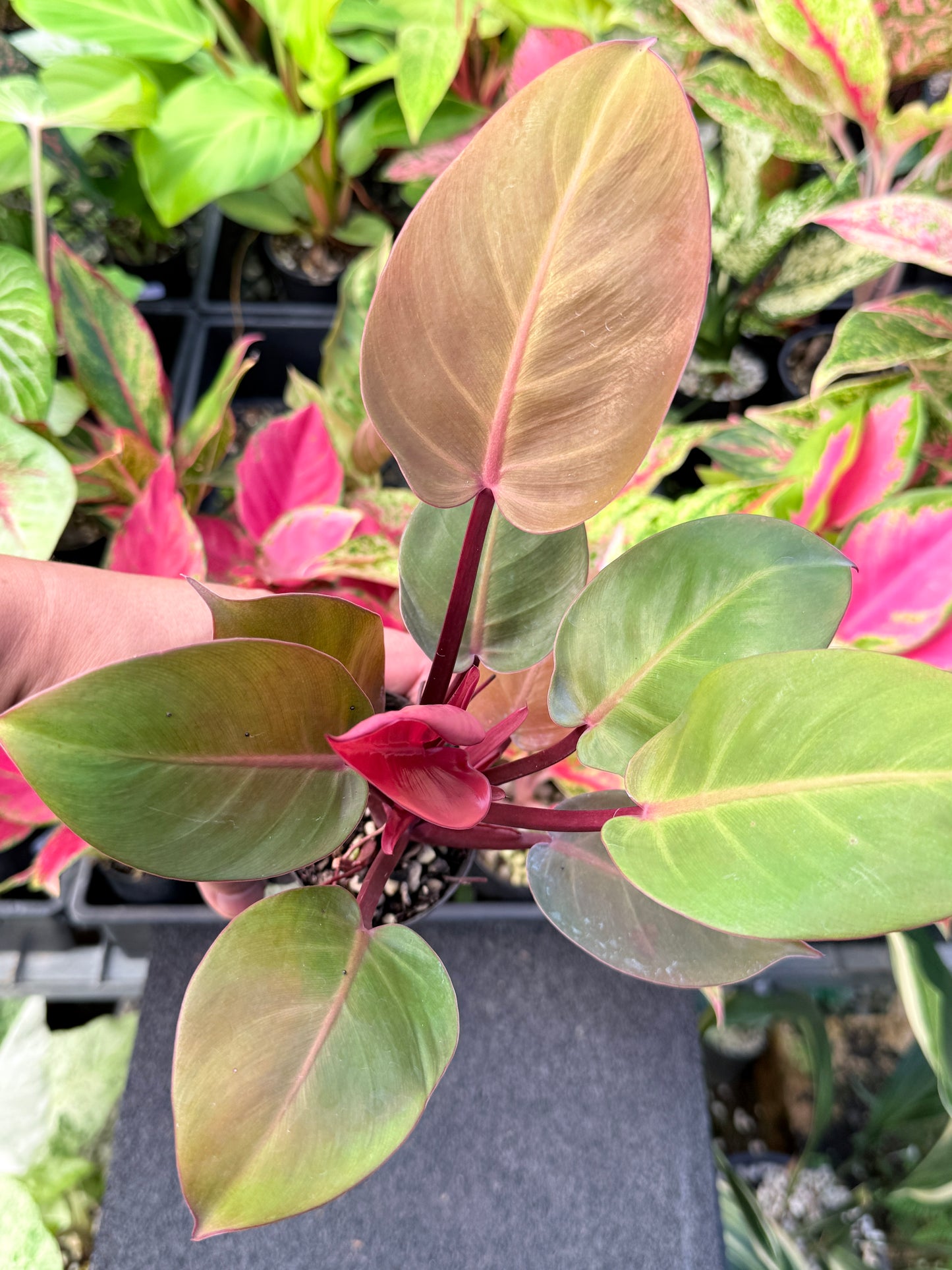 Philodendron 'Cherry Red' L60