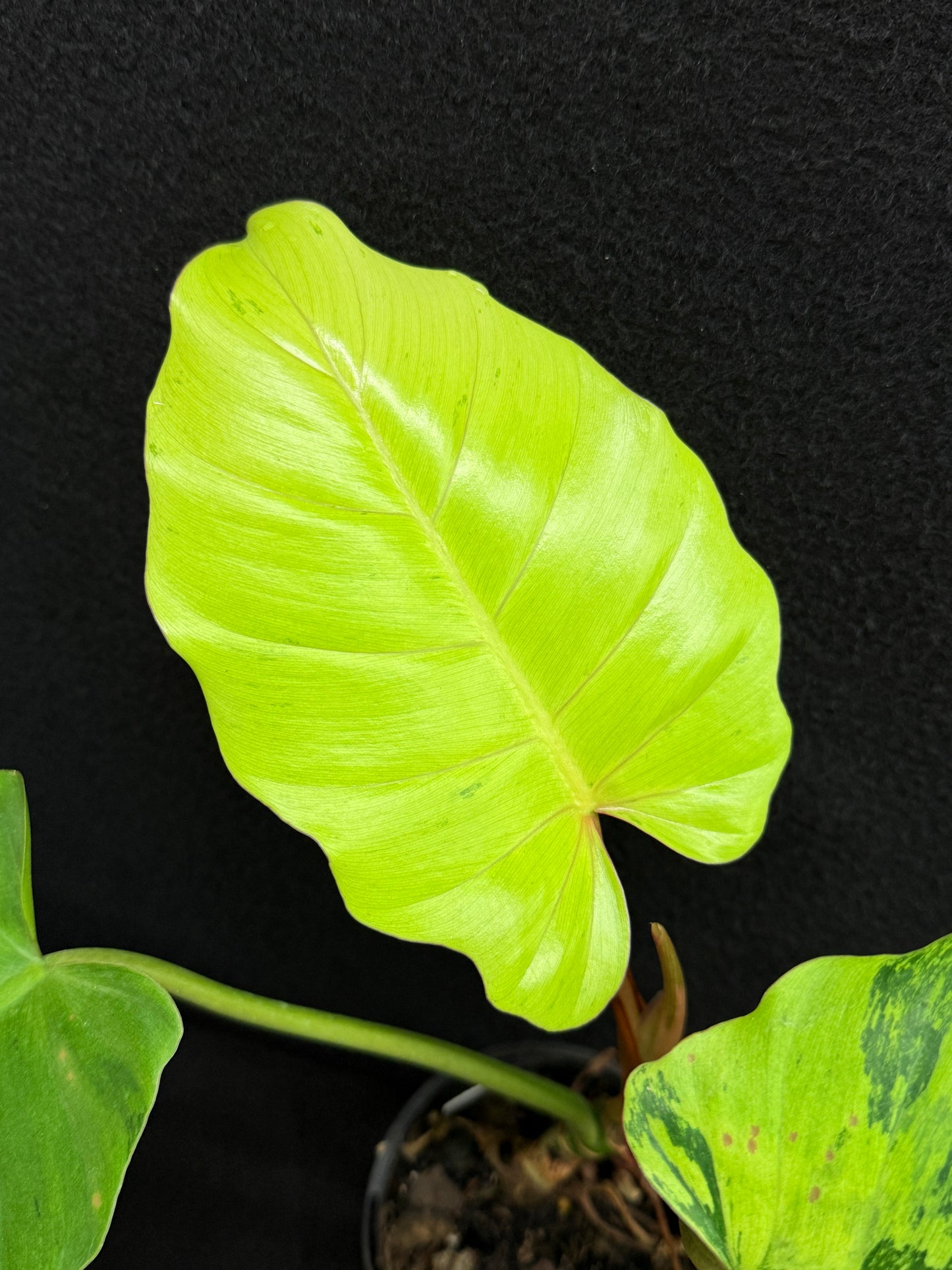 Philodendron 'Jungle Fever' (Not Snow Drift) NONTC O24