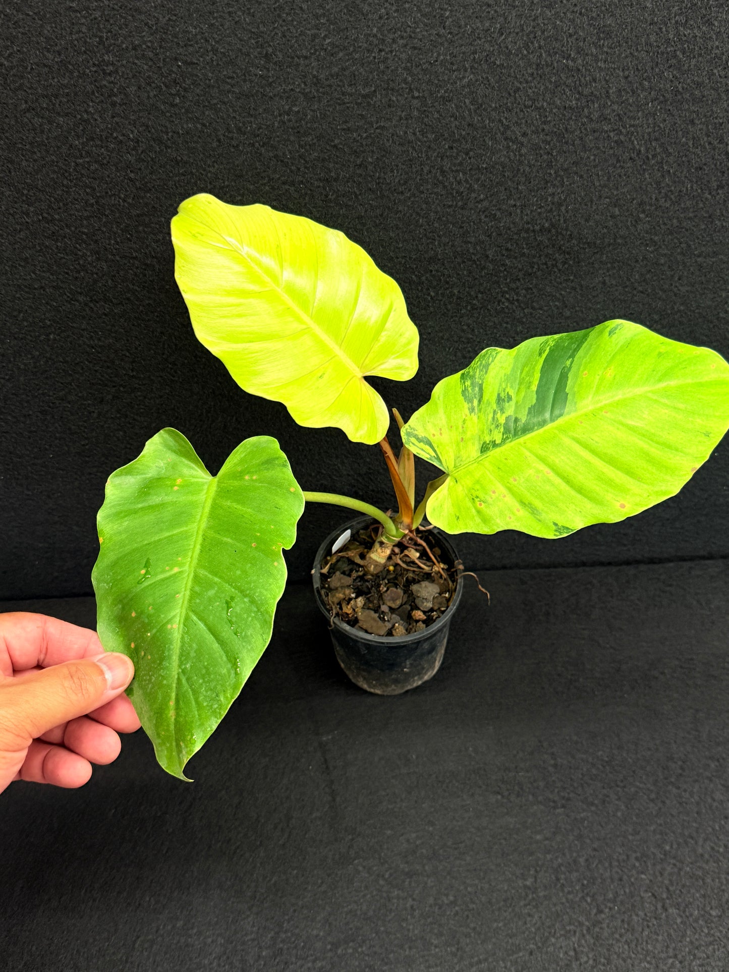 Philodendron 'Jungle Fever' (Not Snow Drift) NONTC O24