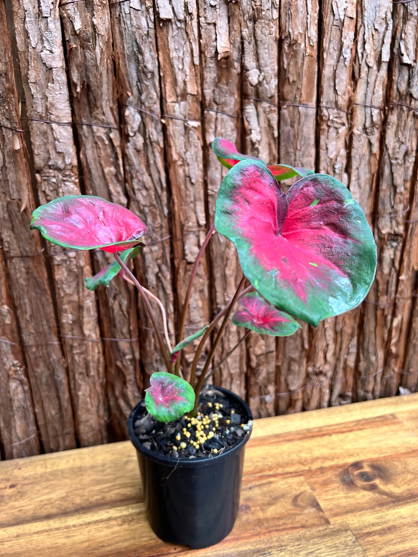 Caladium NOID D56